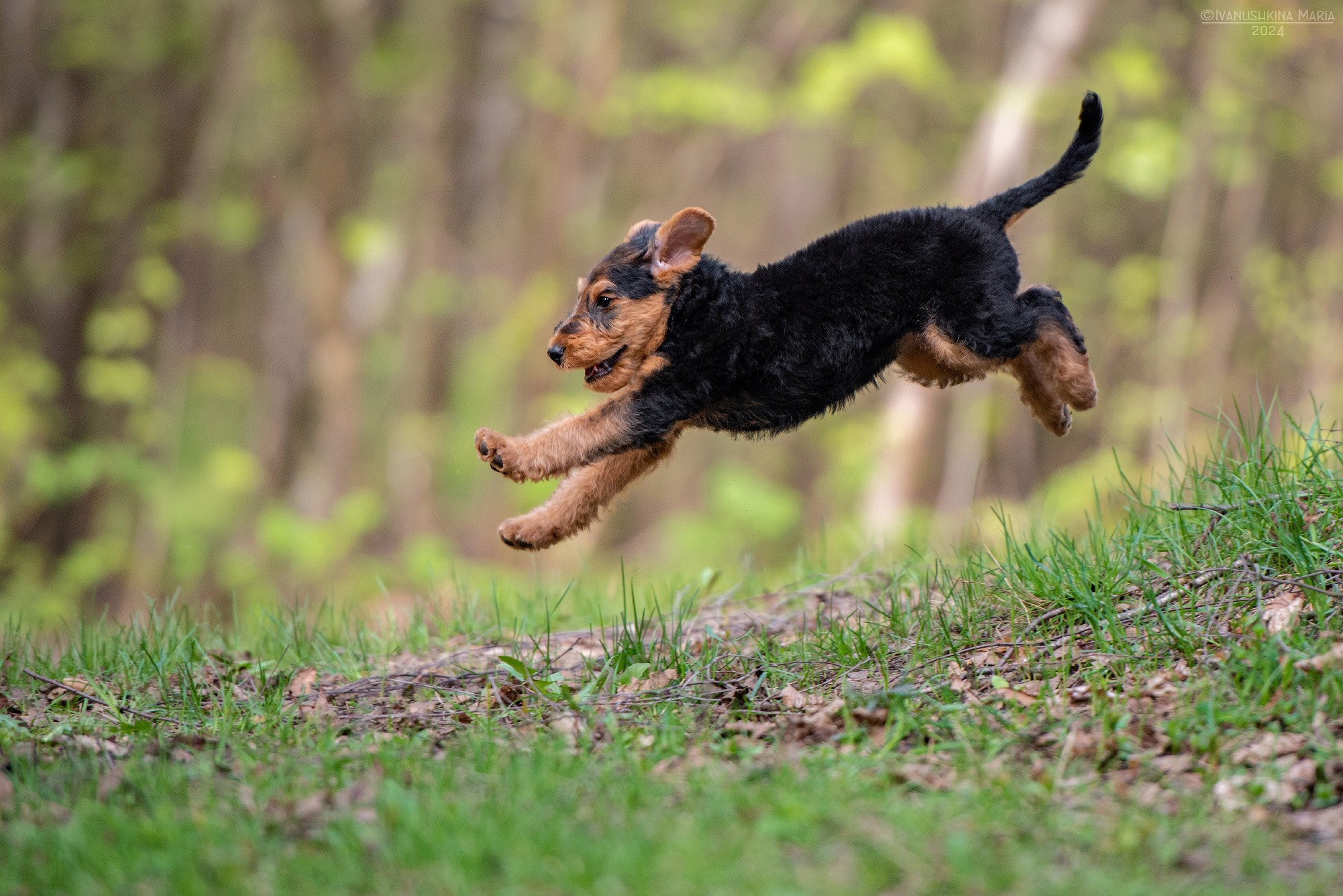 Фотосессия щенков на продажу. Фотограф собак в Москве и Московской области Иванушкина Мария