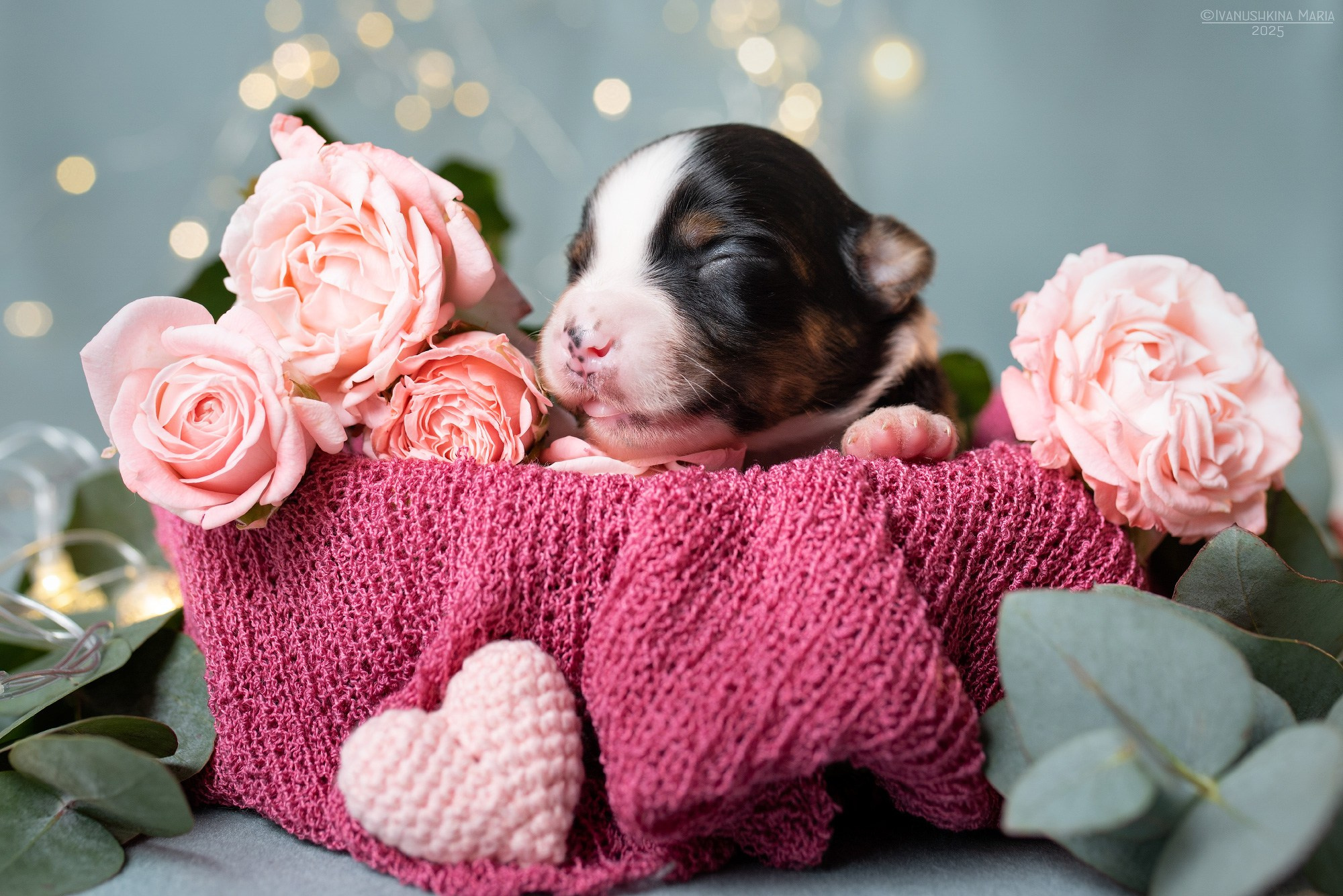 Ньюборн фотосессия щенков. Фотограф собак в Москве и Московской области Иванушкина Мария