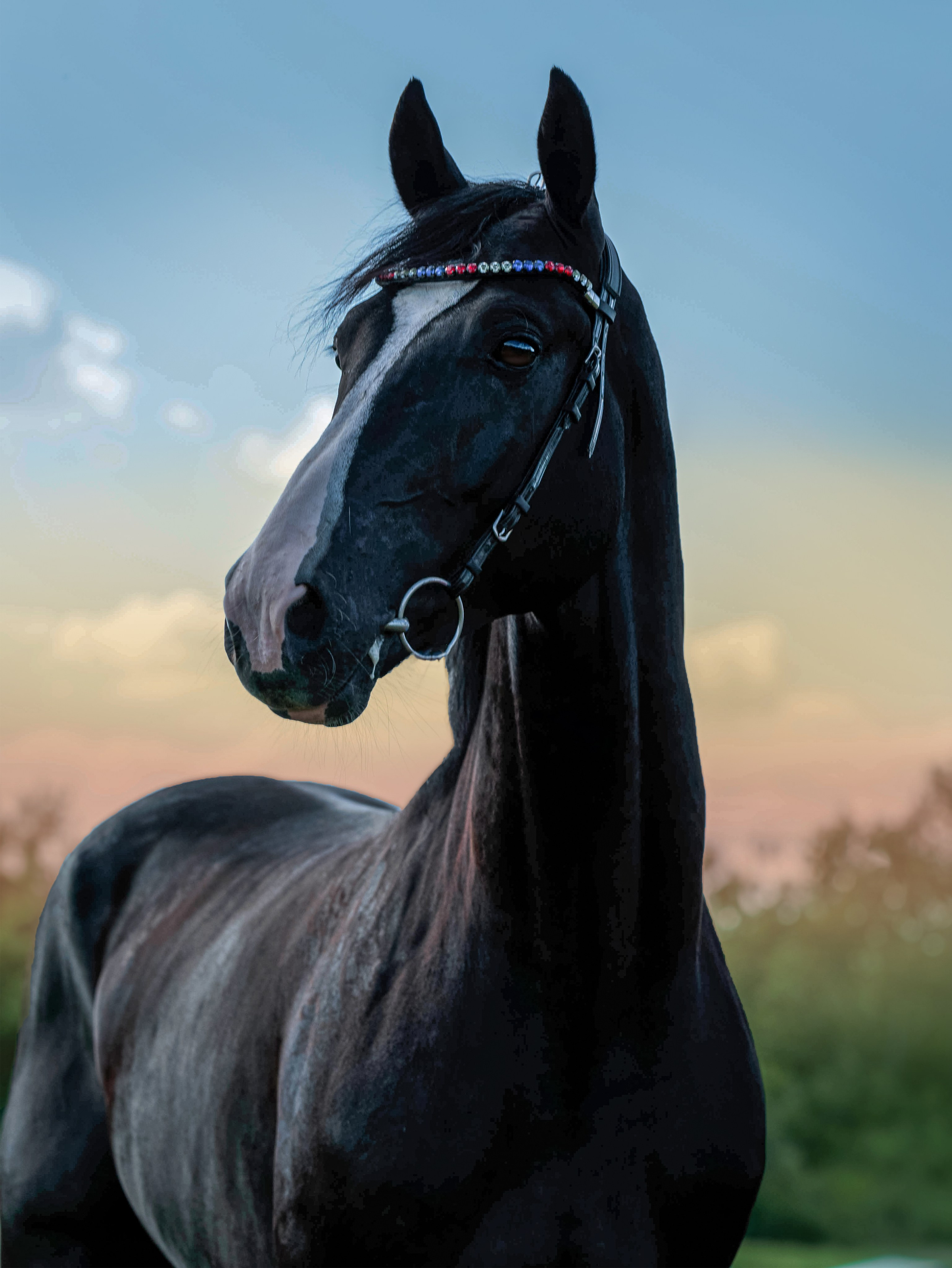 СЪЕМКА ЛОШАДЕЙ. Конный фотограф в Красноярске — Любовь Похабова