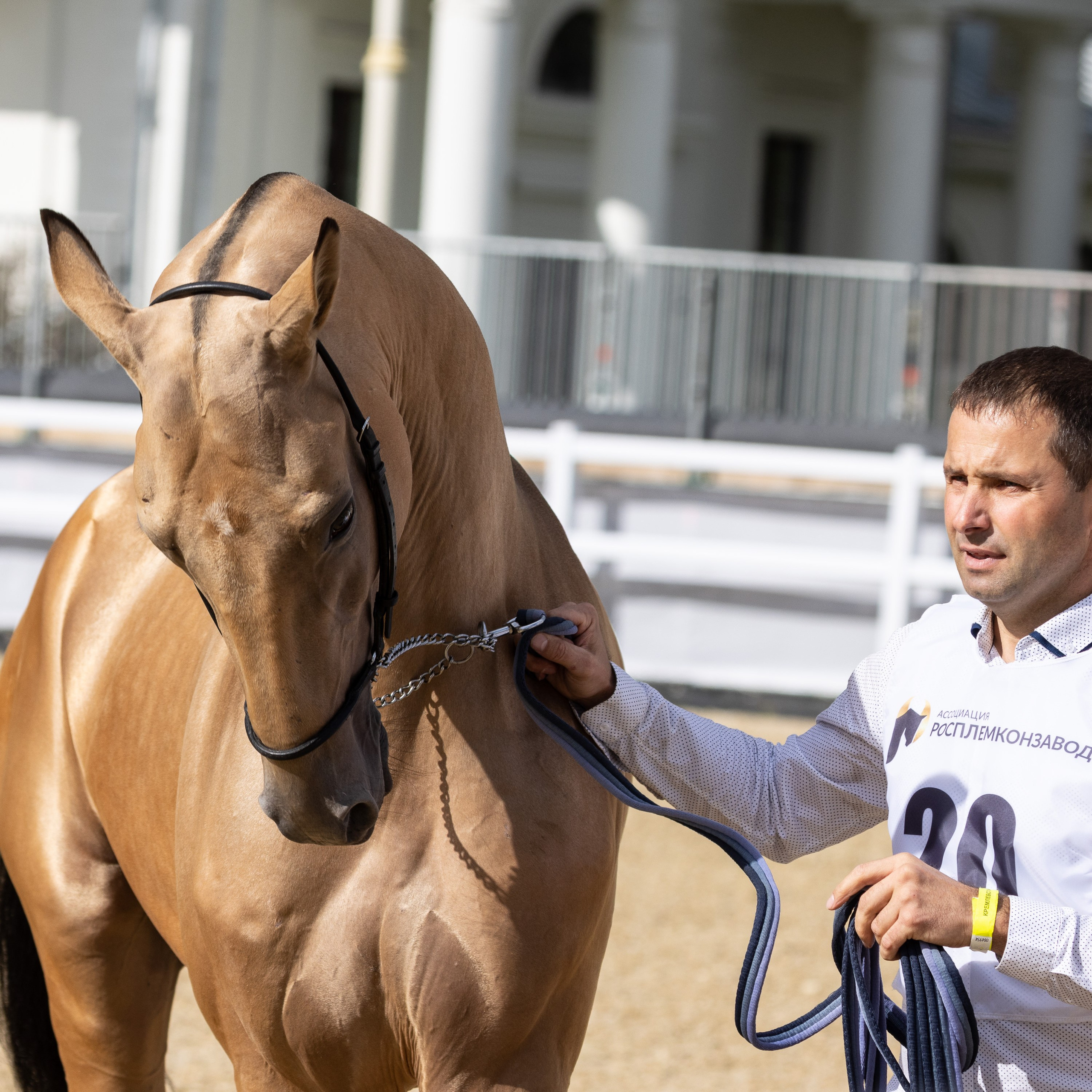 Конные выставки. Mrs.Aquarelia Конный фотограф Марианна Леонтьева