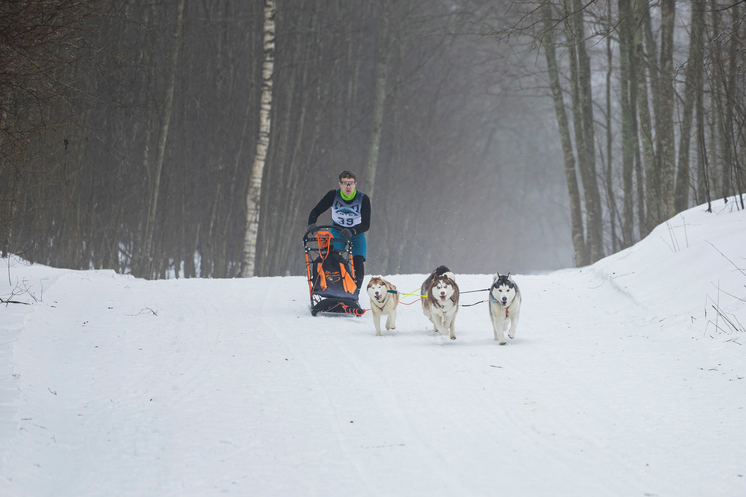 Зимний Чемпионат Санкт-Петербурга по ездовому спорту. Фотограф-анималист Анна Маринич