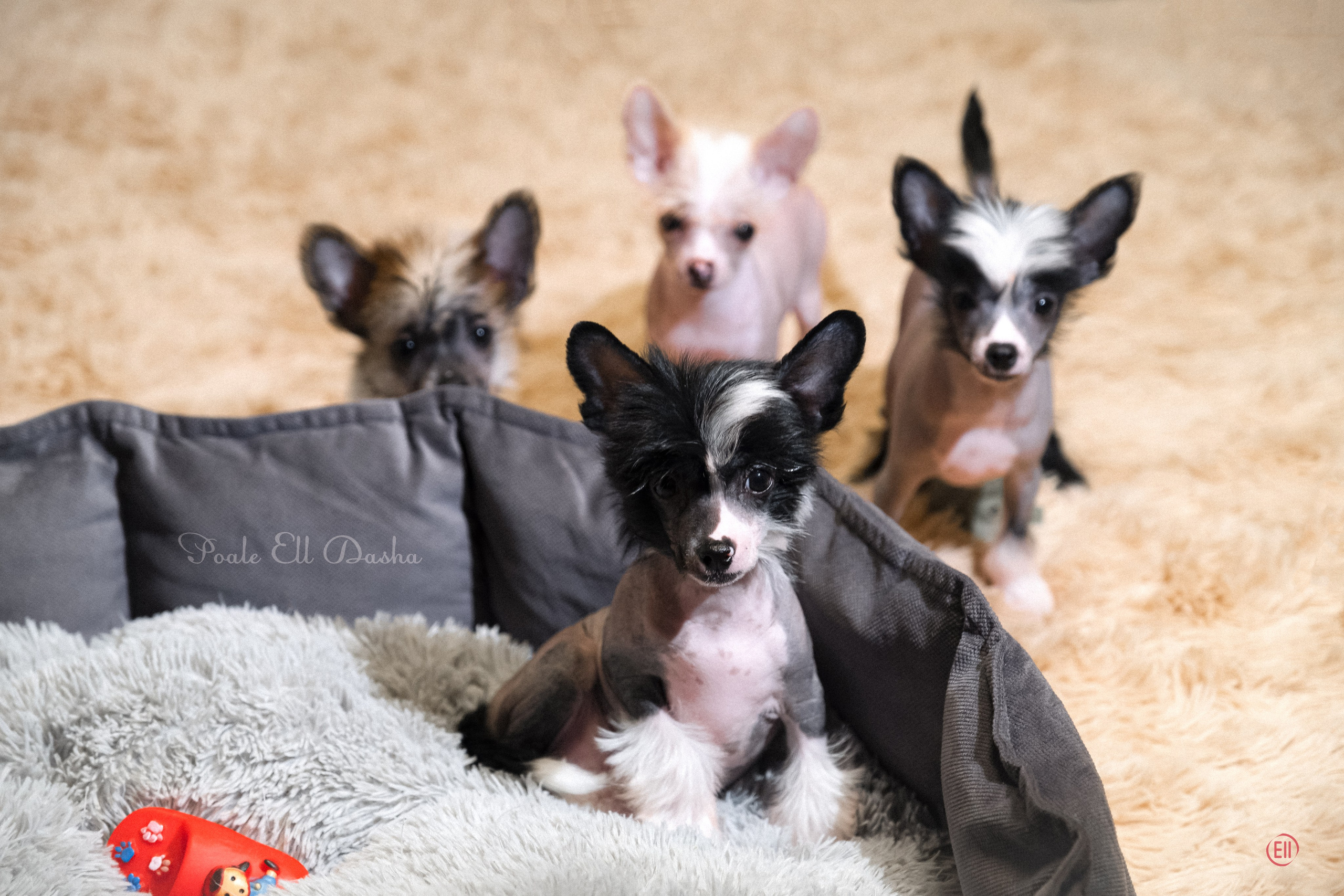 С наступающим 2026 Новым Годом!. Poale Ell Chinese Crested Dog Kennel: Buy a puppy from the kennel