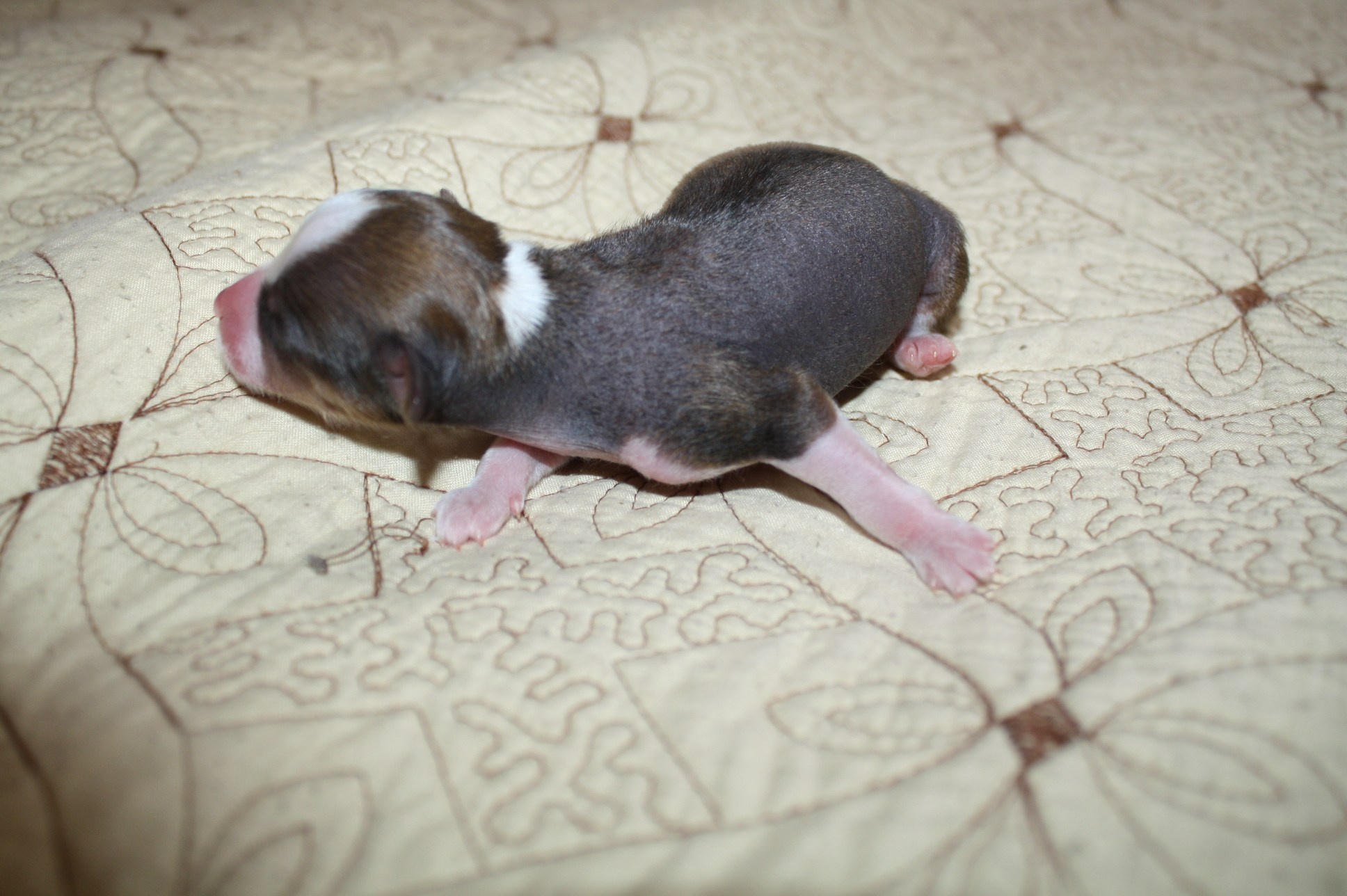 Litter B. Chinese Crested Dog Kennel Poale Ell