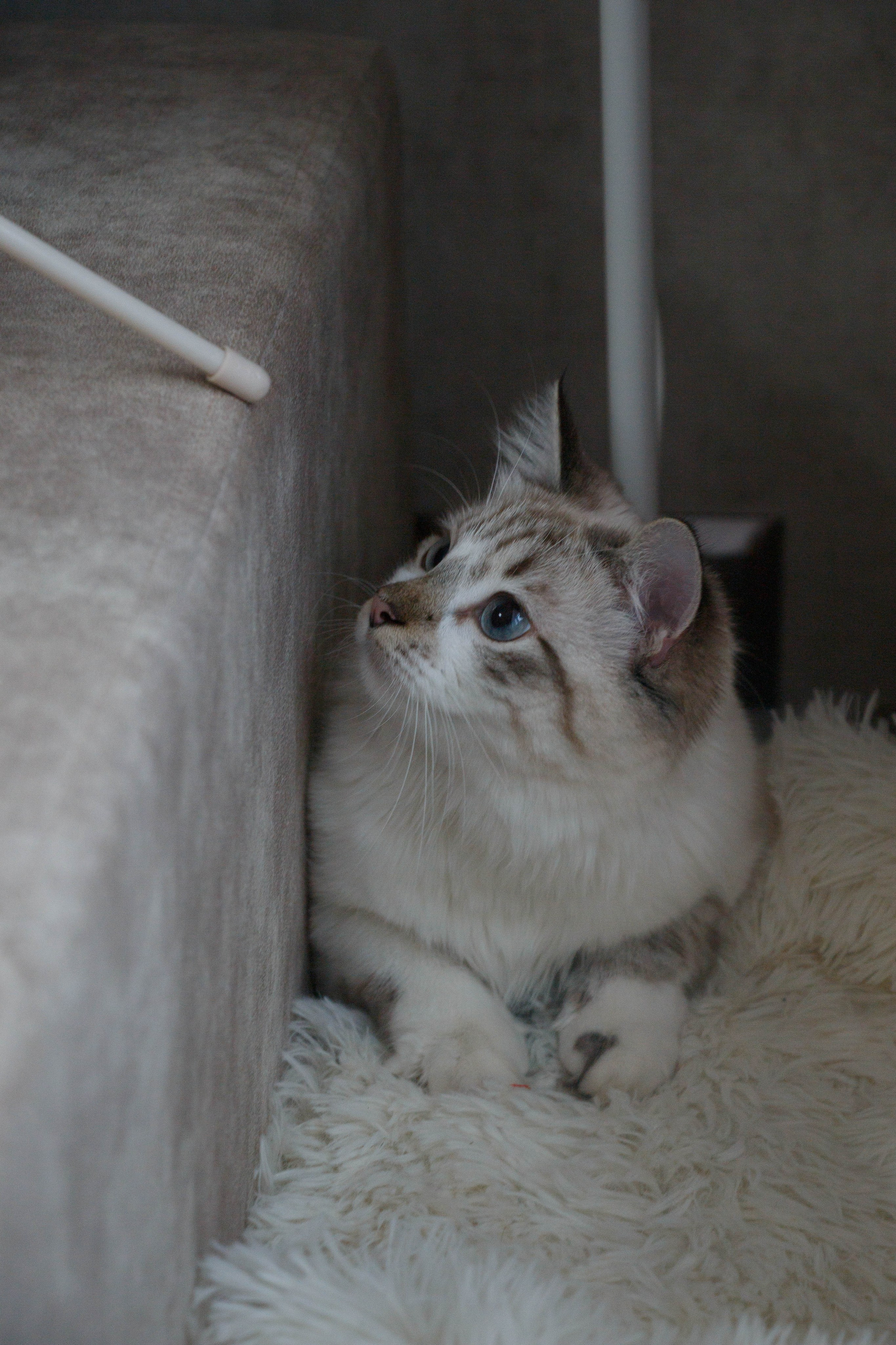 Kristina & Miya. Бережно сохраняю ваши чувства и истории на своих фотографиях