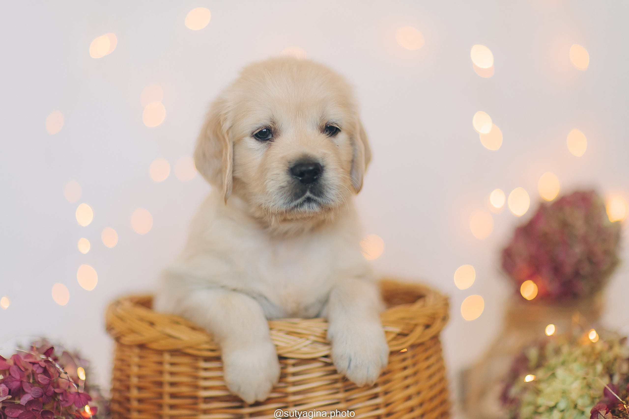 Серая лента. Свадебный и женский фотограф