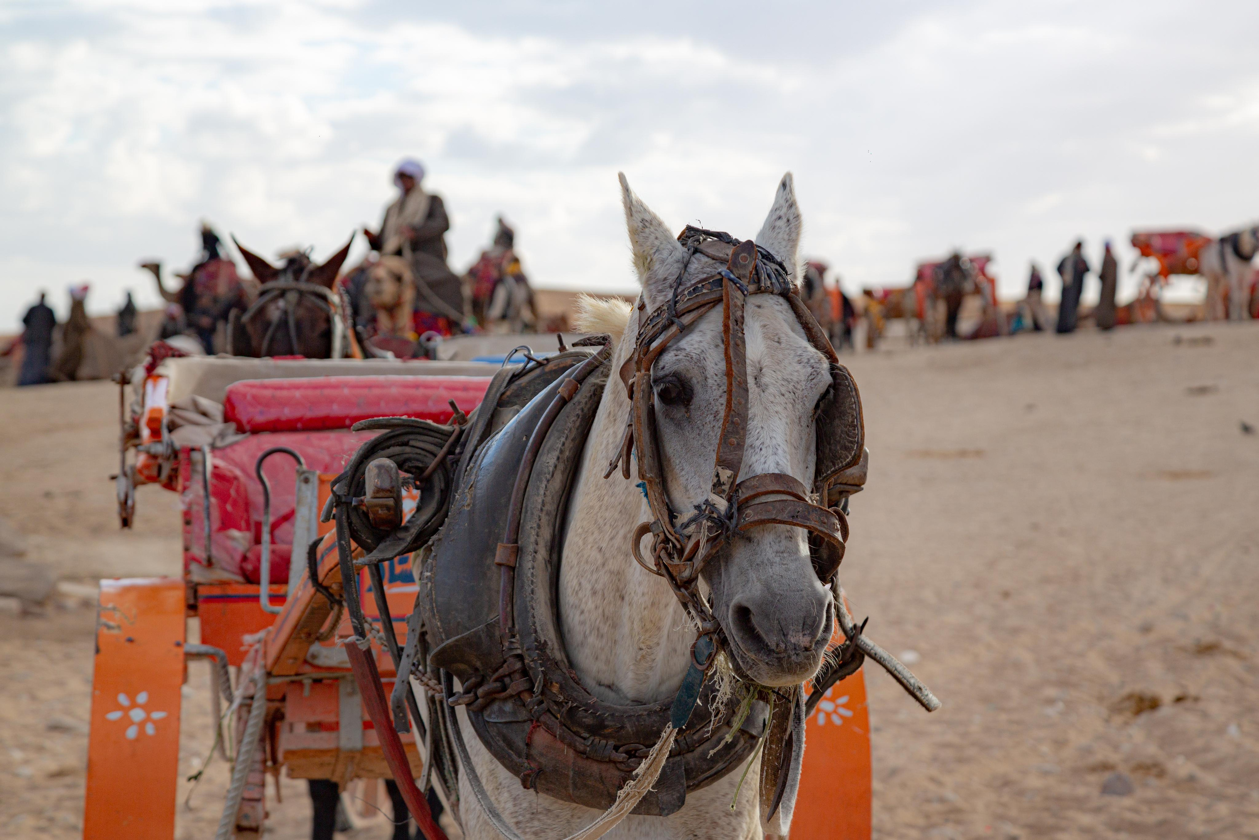 Гиза. Photographer Sonkina Tatiana (Tanya Ash)