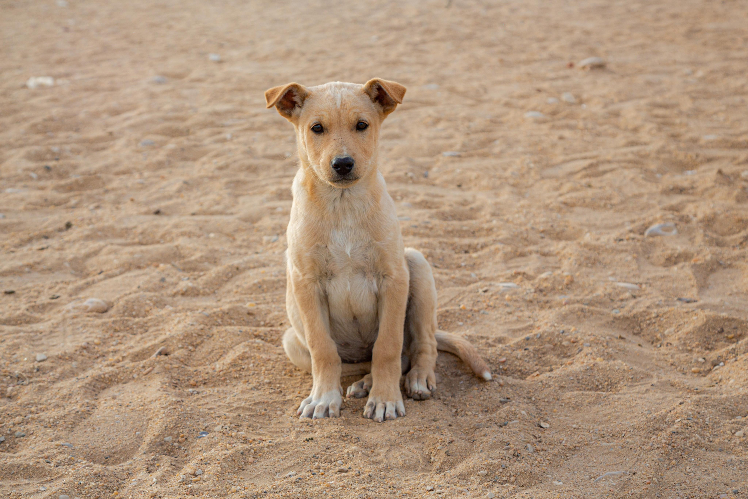 Dogs. Photographer Sonkina Tatiana (Tanya Ash)