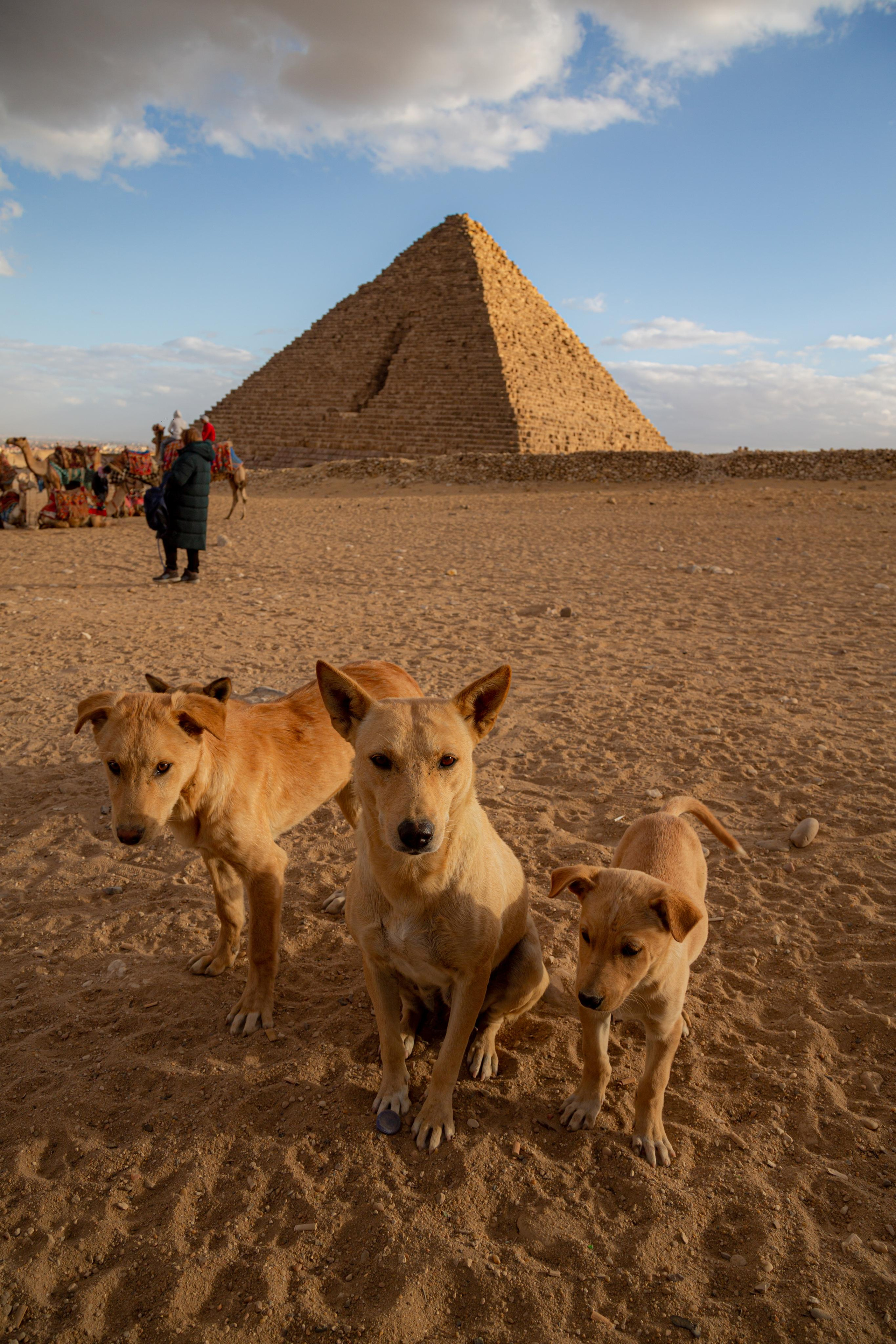 Dogs. Photographer Sonkina Tatiana (Tanya Ash)