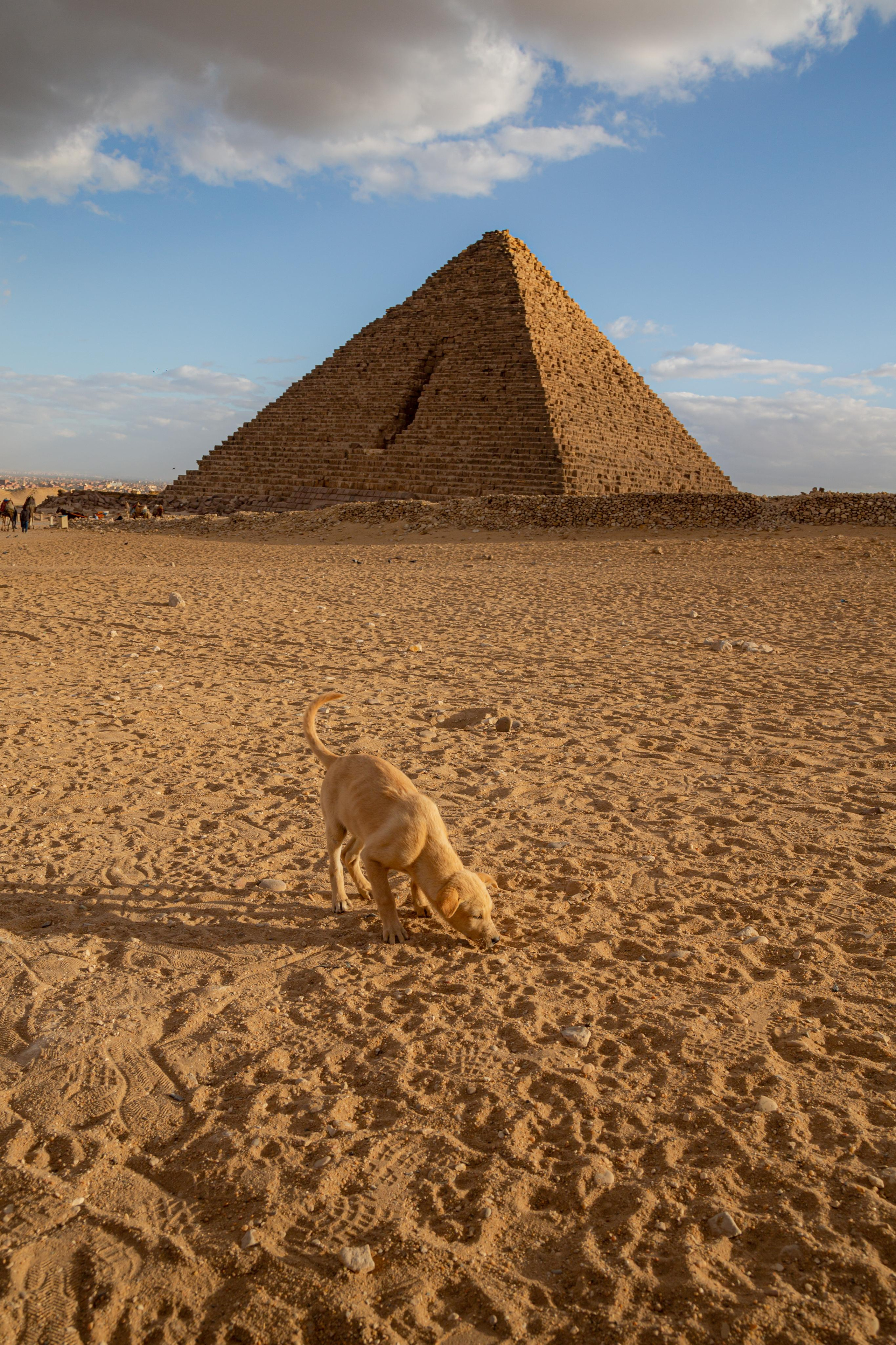 Dogs. Photographer Sonkina Tatiana (Tanya Ash)