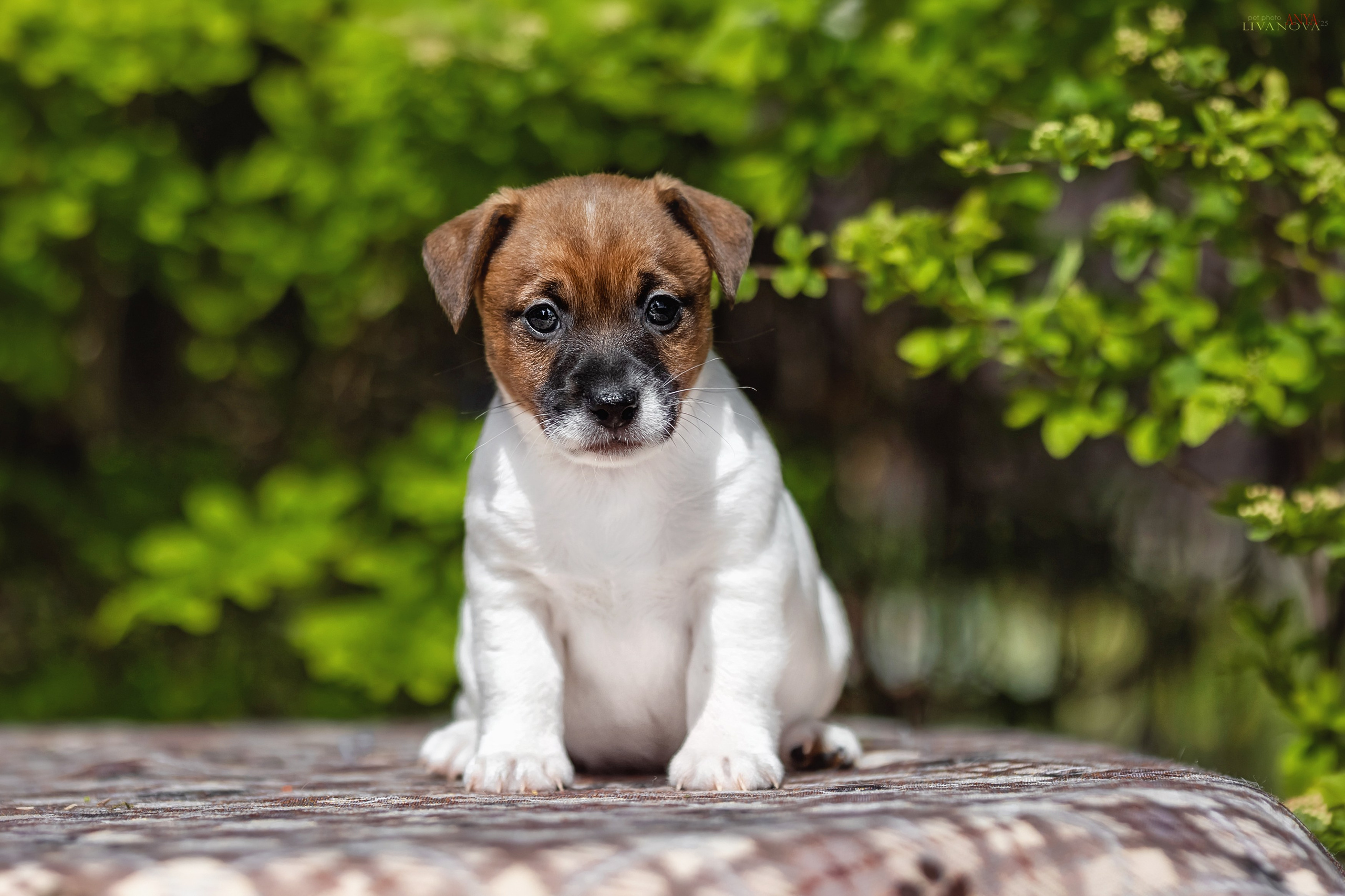 ДРТ. Фотограф анималист Аня Ливанова | Рыбинск