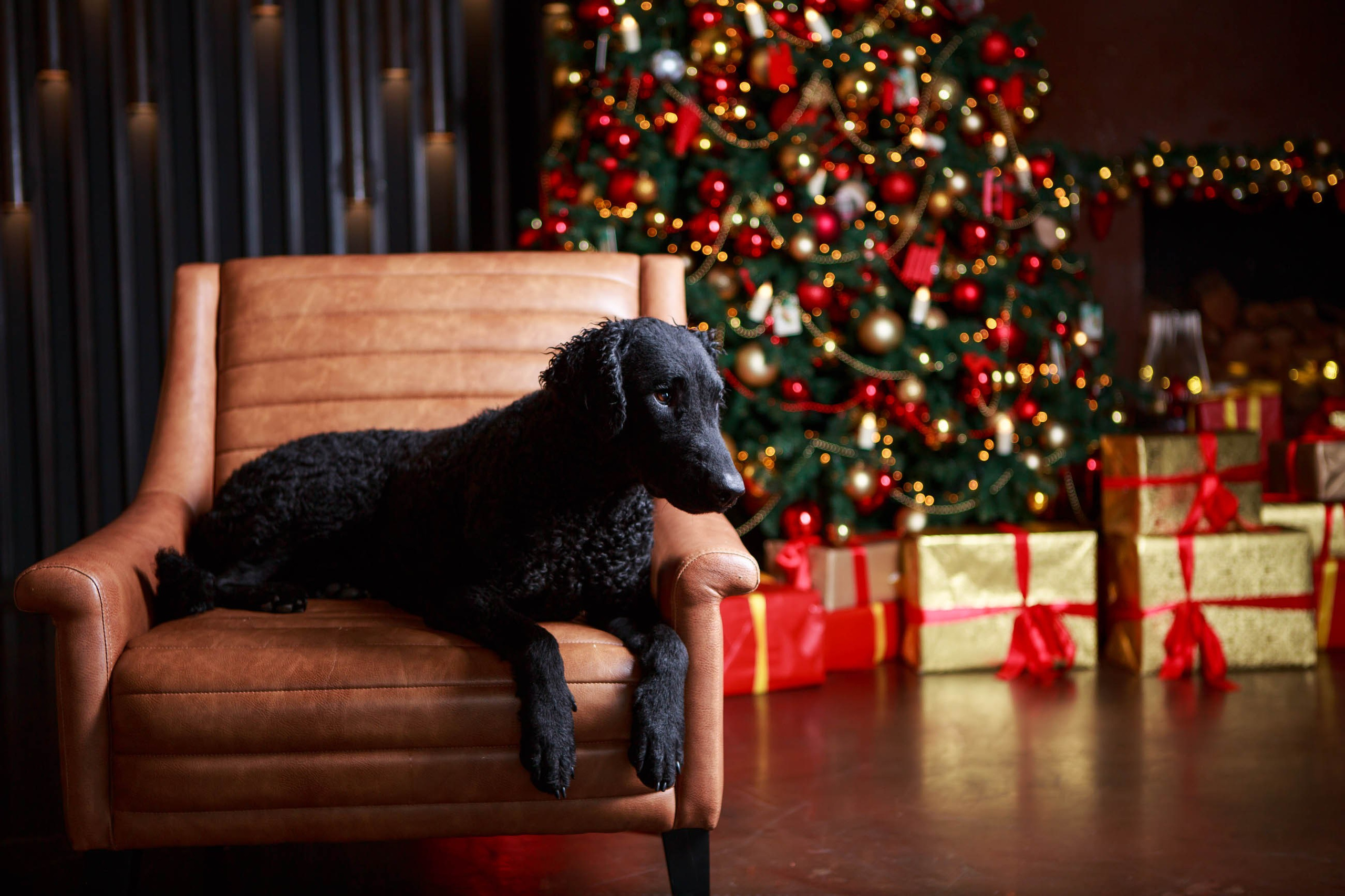 Лабрадор ретривер и курчавошерстный ретривер фотосессия на Новый год в фотостудии. Семейный и детский фотограф в Москве Мария Быкова