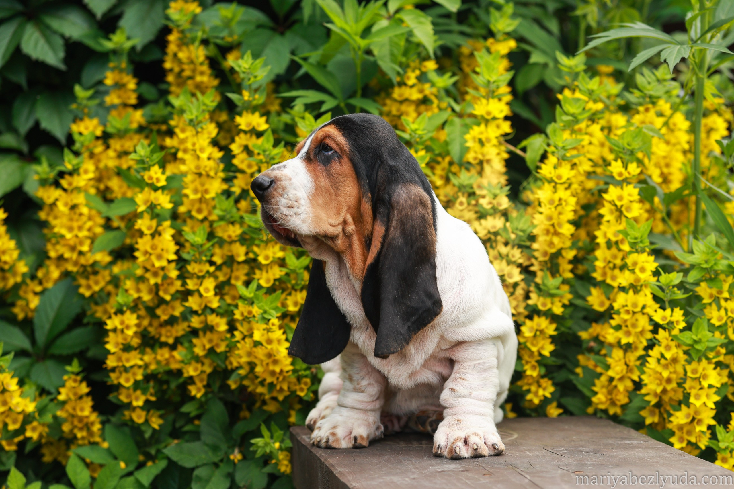 Щенки. Семейный и детский фотограф в Москве Мария Быкова