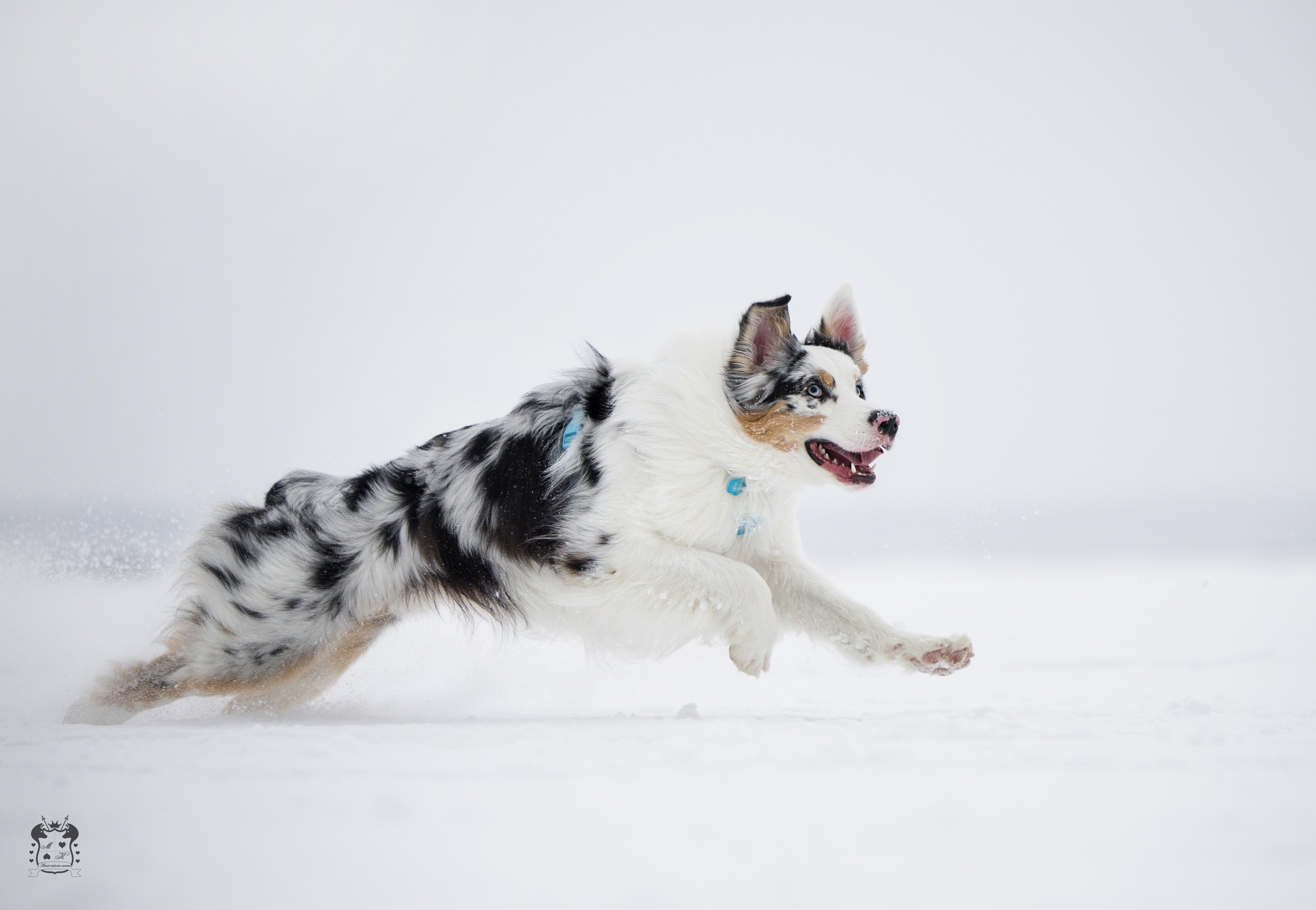 Портфолио. Фотограф-анималист в Екатеринбурге Марина Шишкина