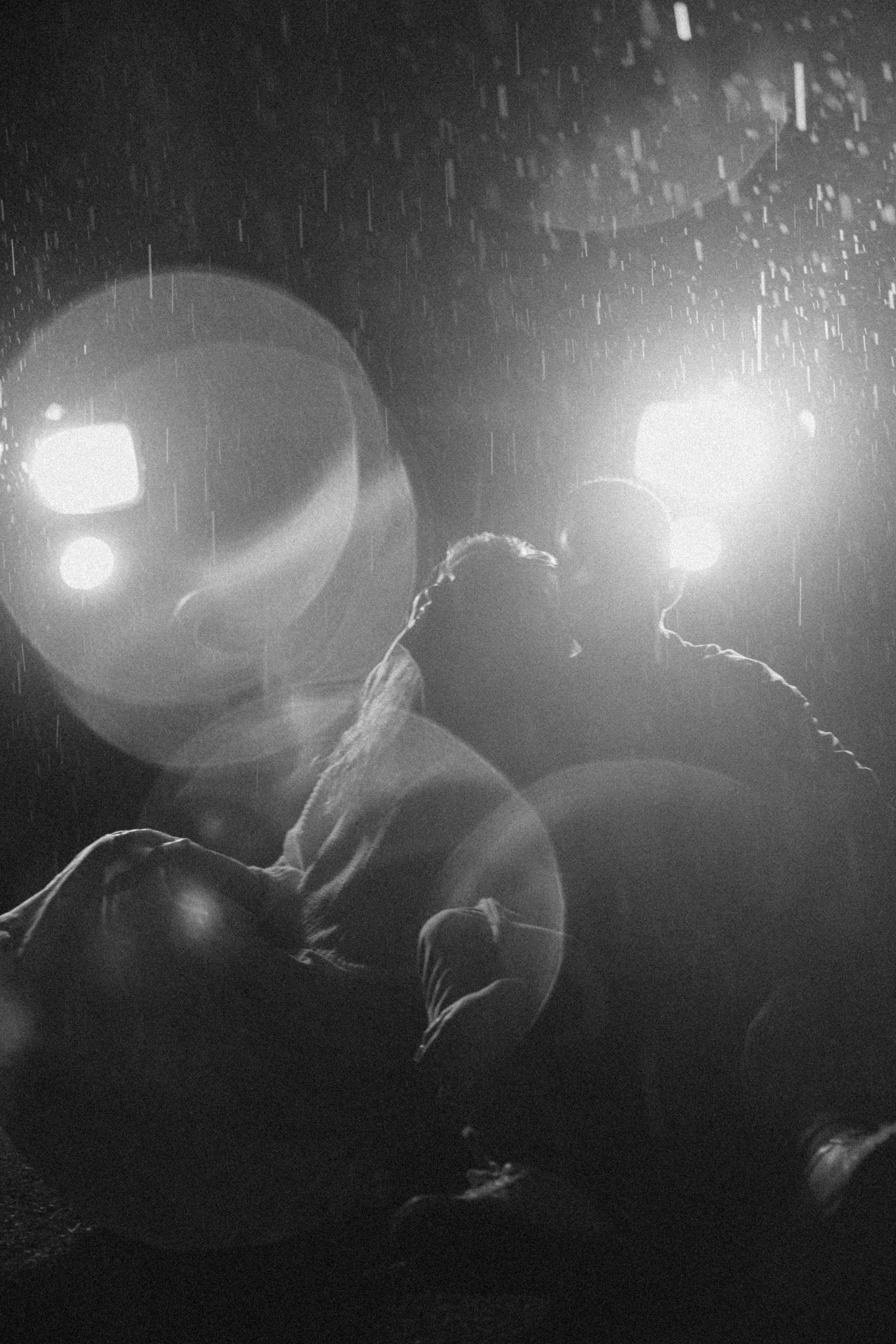 Fearless cats. Wed Photographers 📷 Saint Petersburg