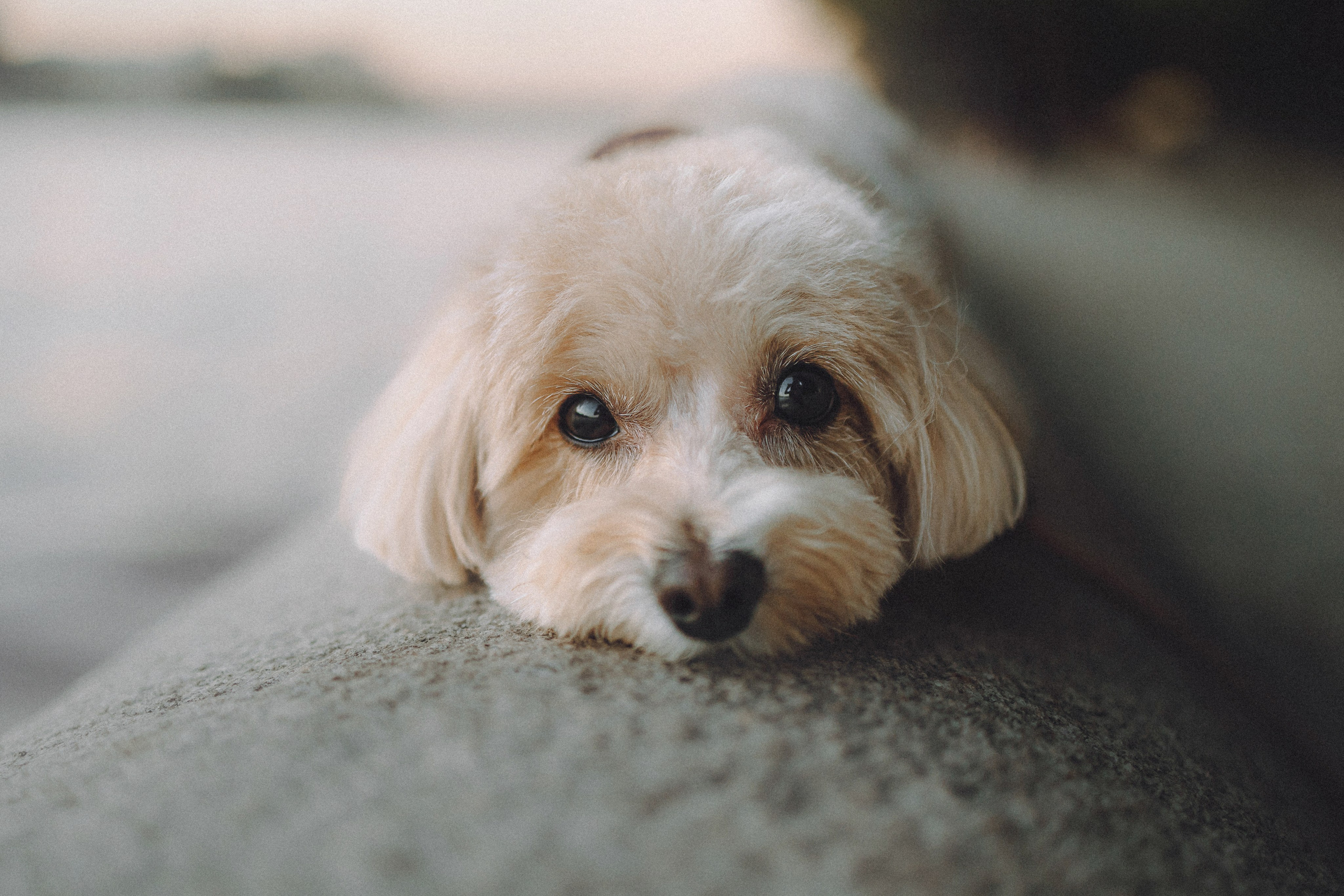 Настя и Симба