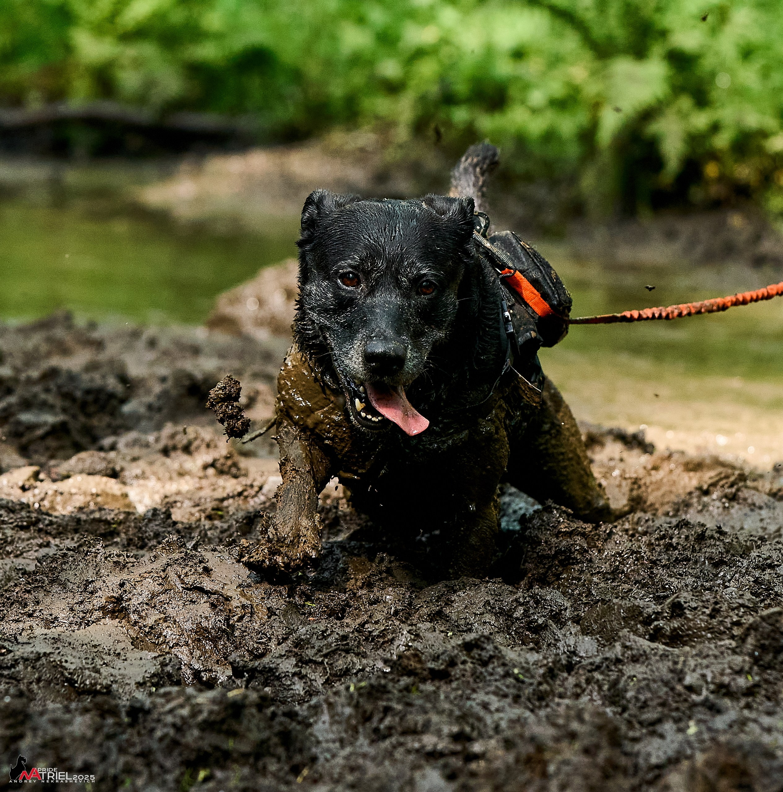 Russian Extreme Dog Trail — 2025