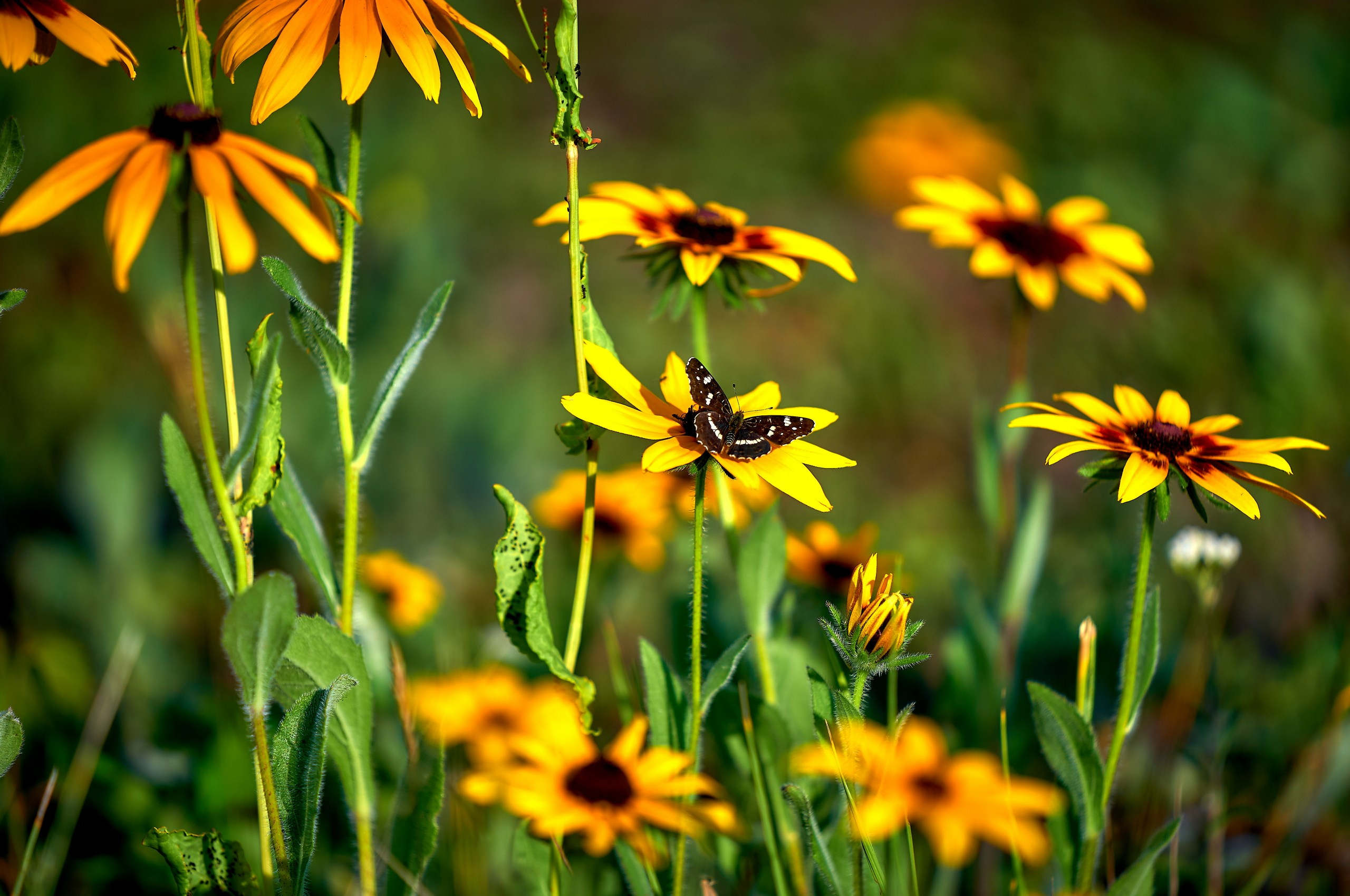 Лютики-цветочки — галерея NATRIEL
