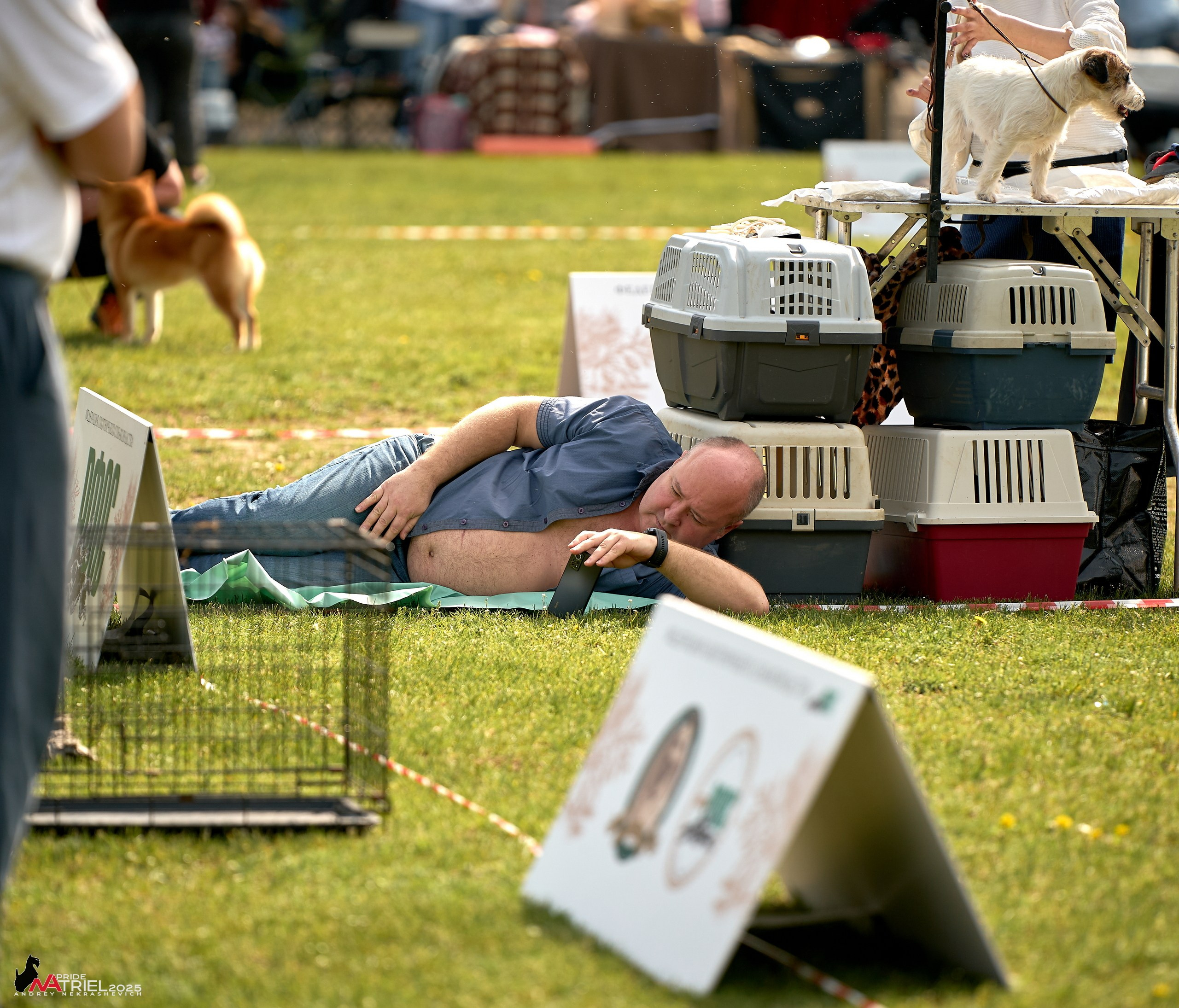 Выставка собак Суздаль-Владимир