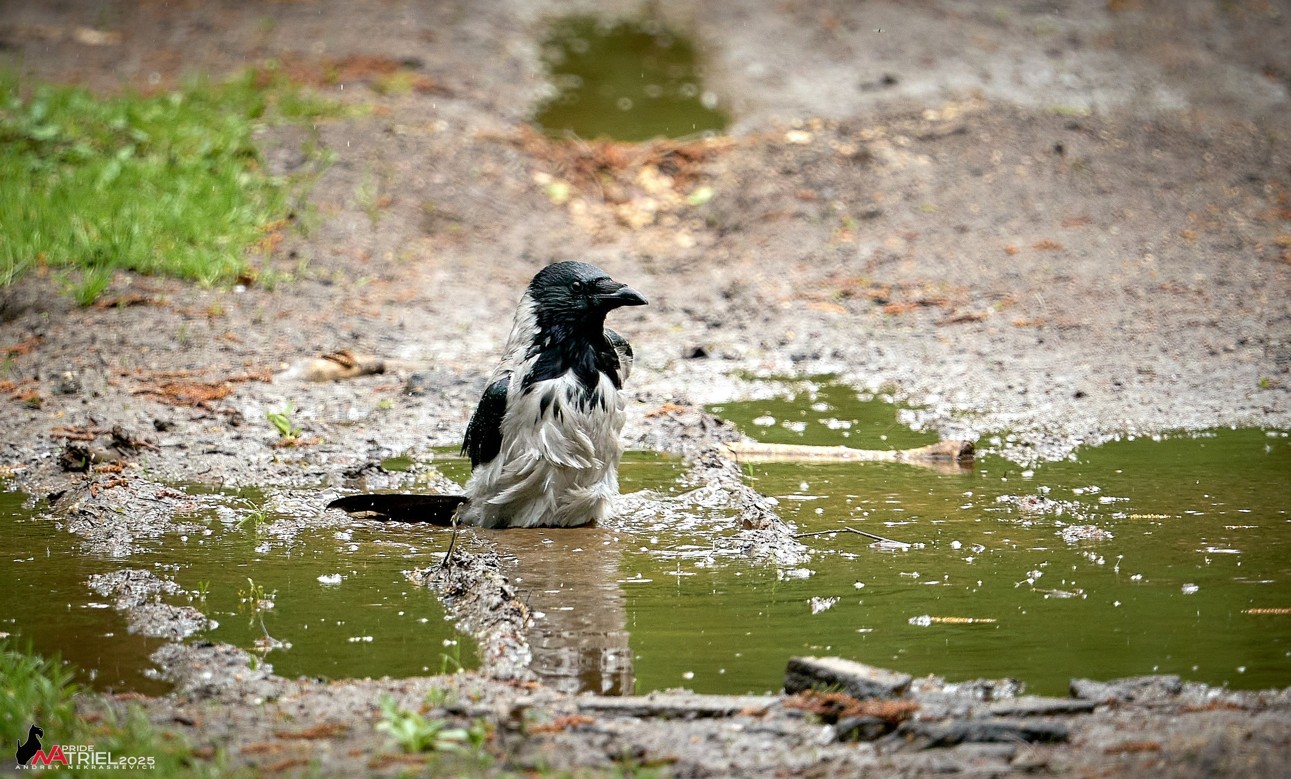Съемка в майском лесу