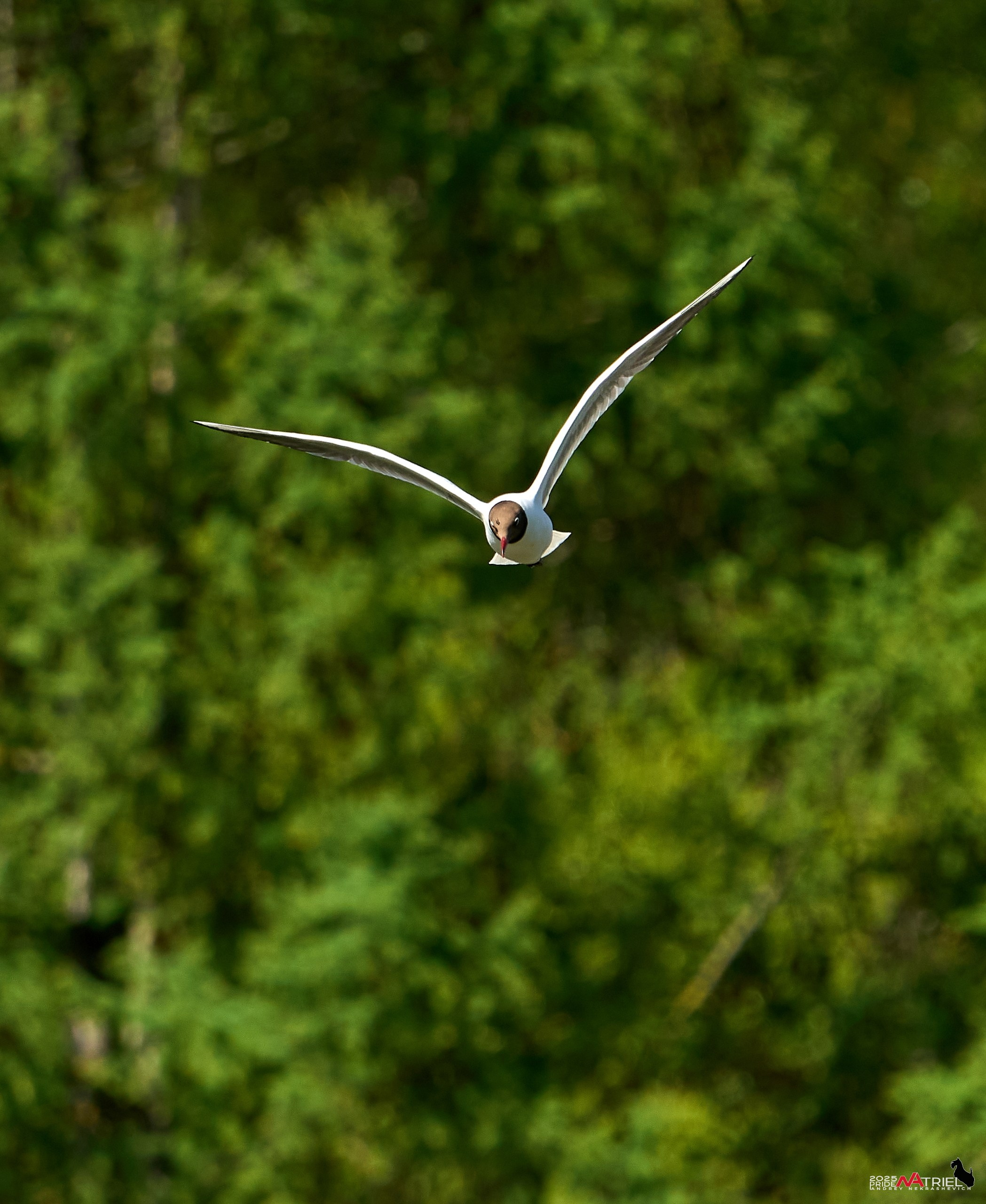 Птички и цветочки