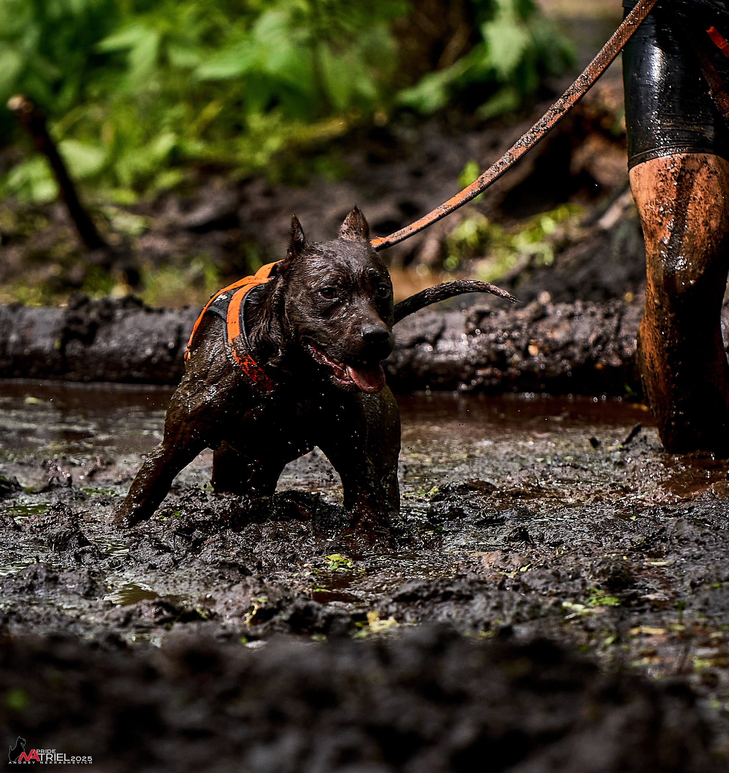 Russian Extreme Dog Trail — 2025