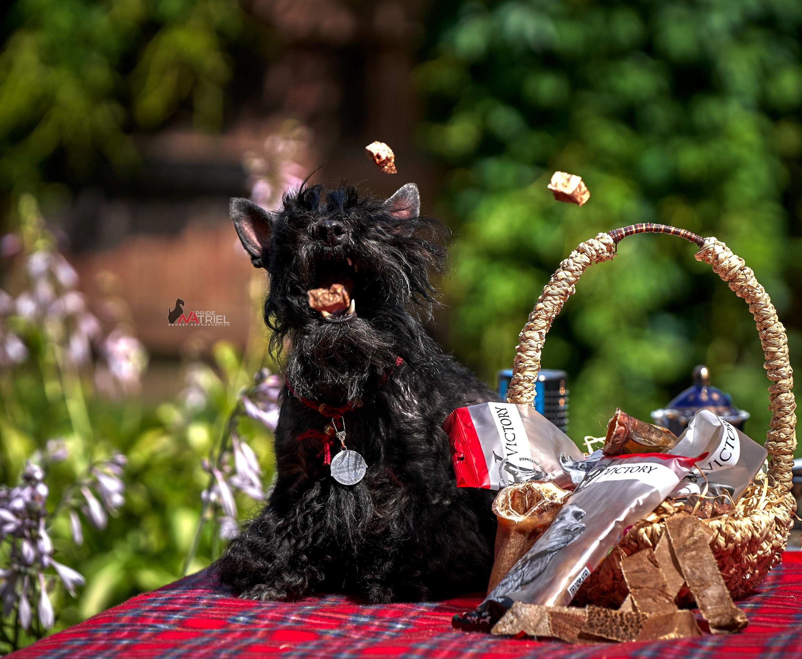 Реклама с животными — галерея NATRIEL