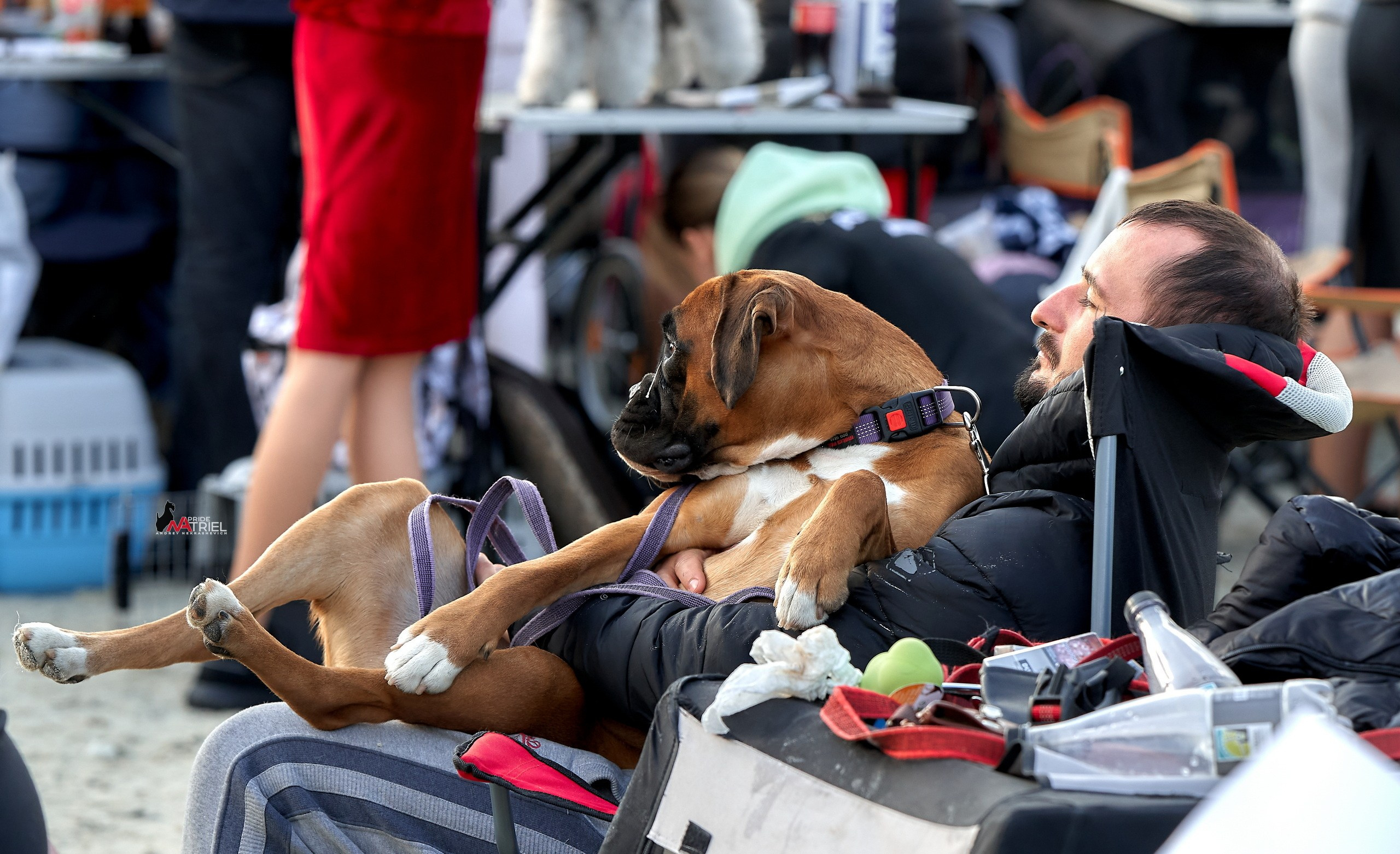 Собаки и Люди — галерея NATRIEL