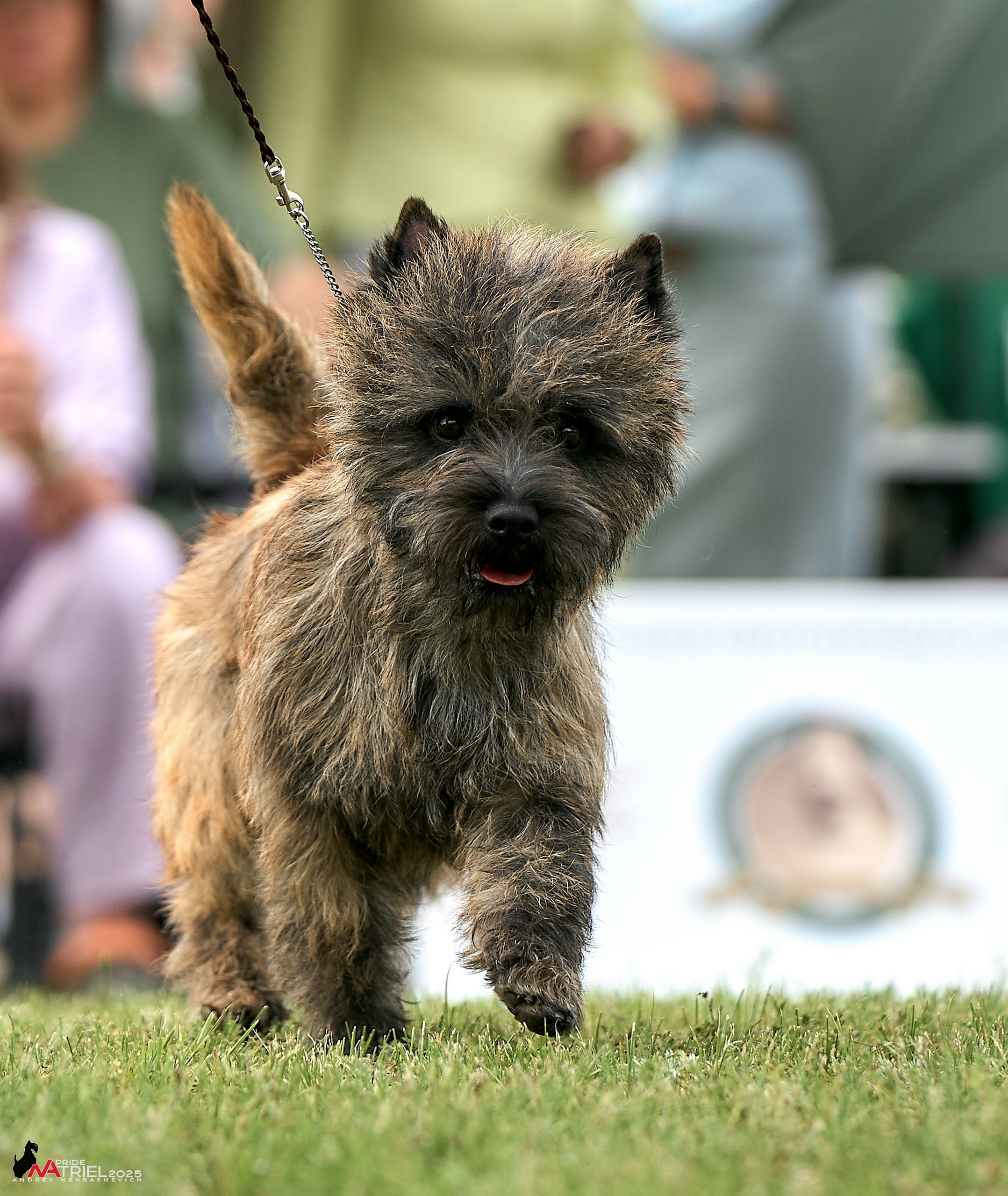 Выставка собак Суздаль-Владимир