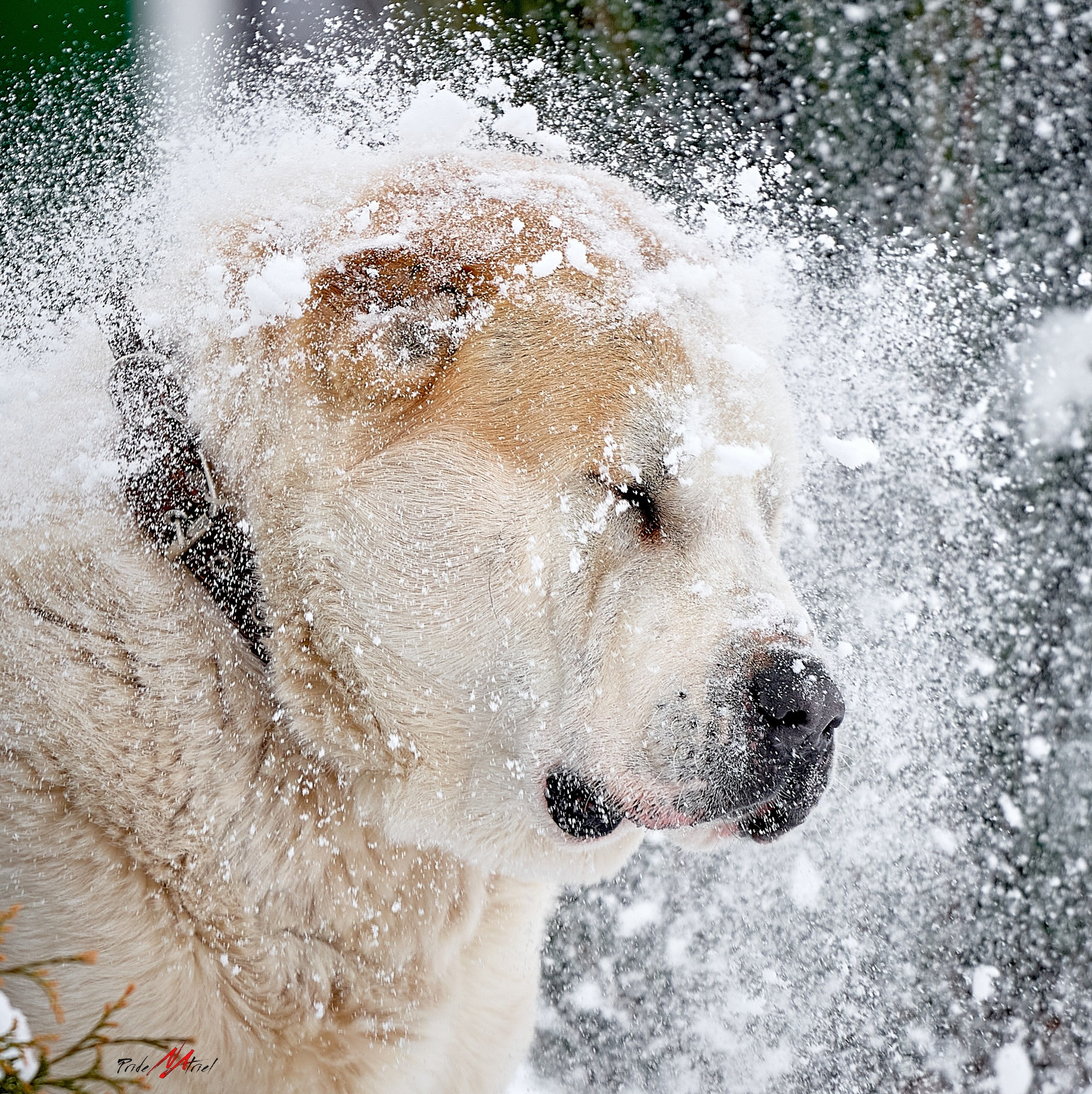 Портреты собак — галерея NATRIEL