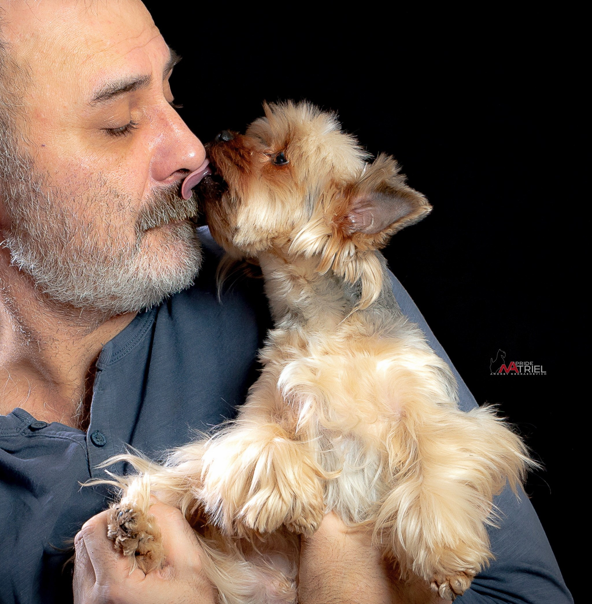 Йоркширский терьер Циля