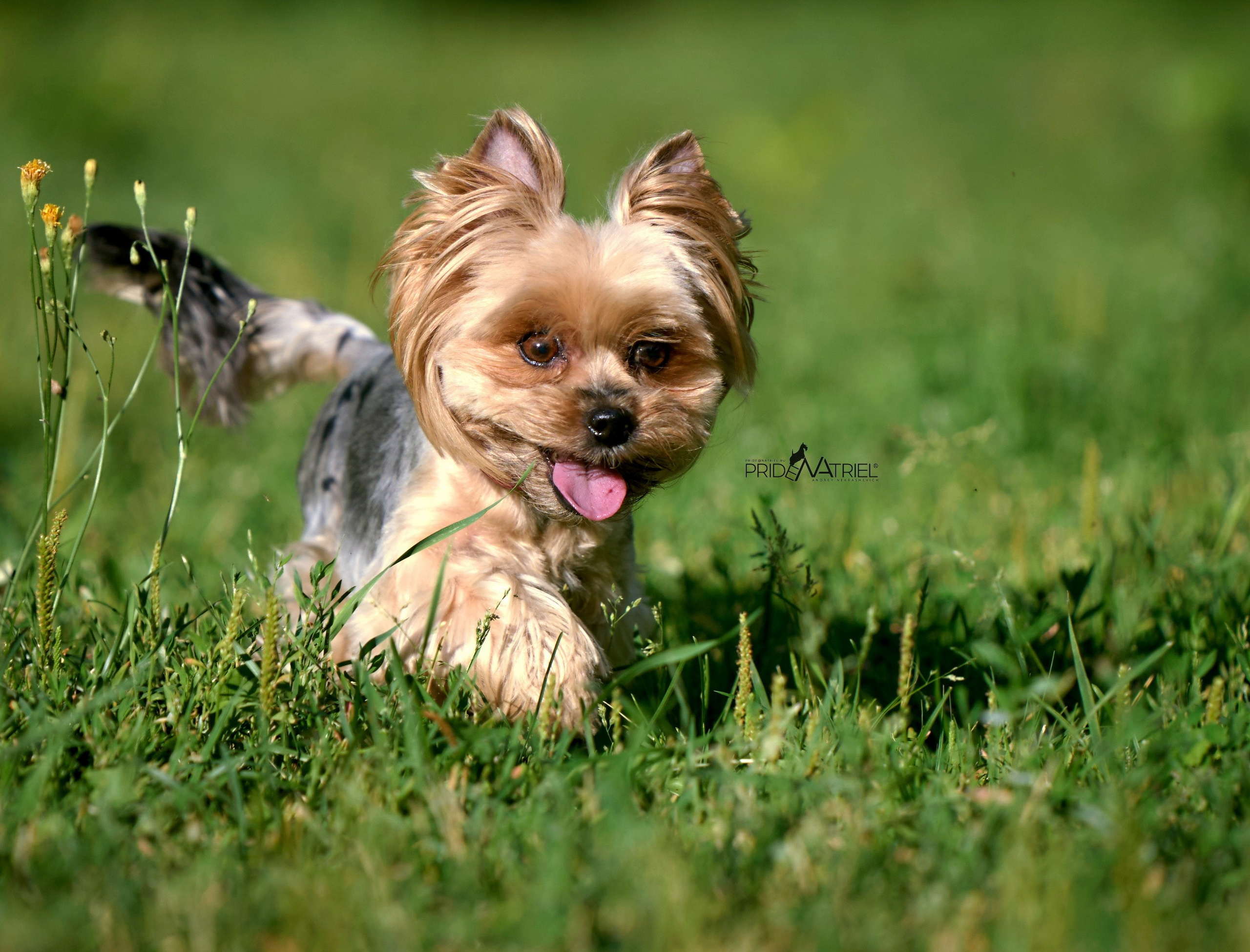 Йоркширский терьер Циля