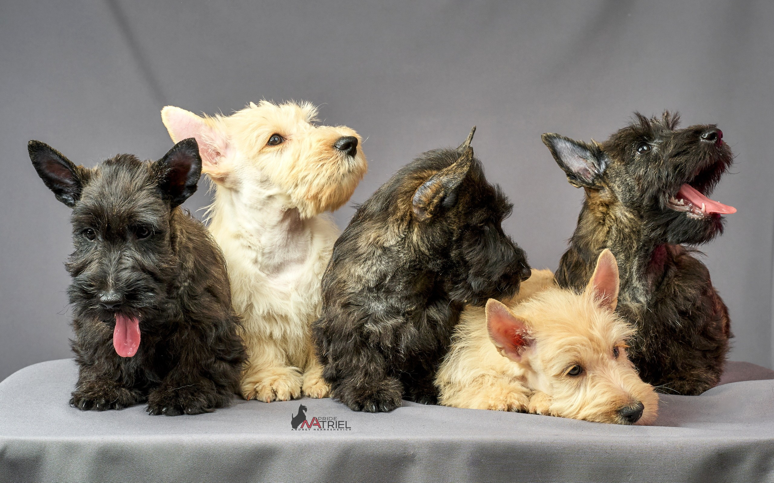 Съемка щенков скотч-терьеров