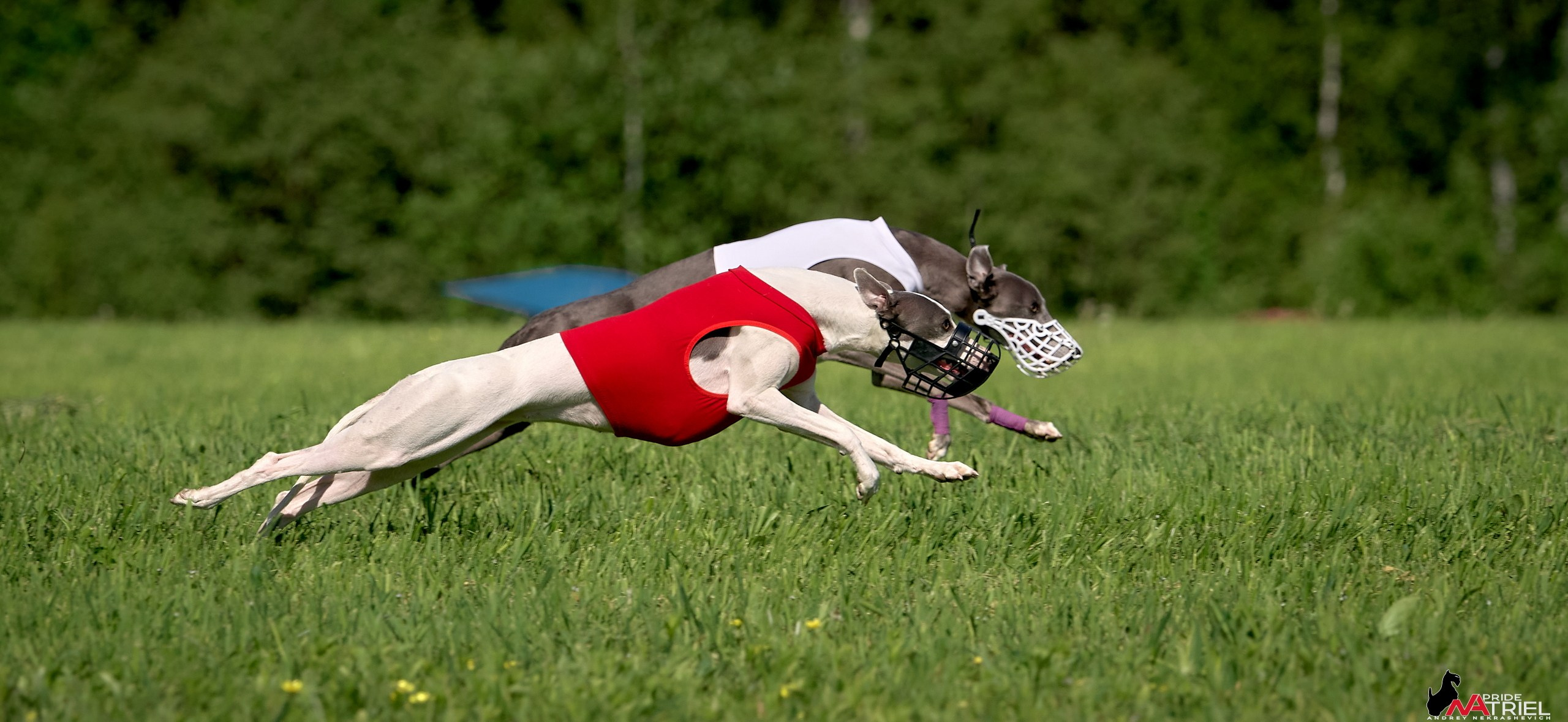 Съемка курсинг — галерея NATRIEL
