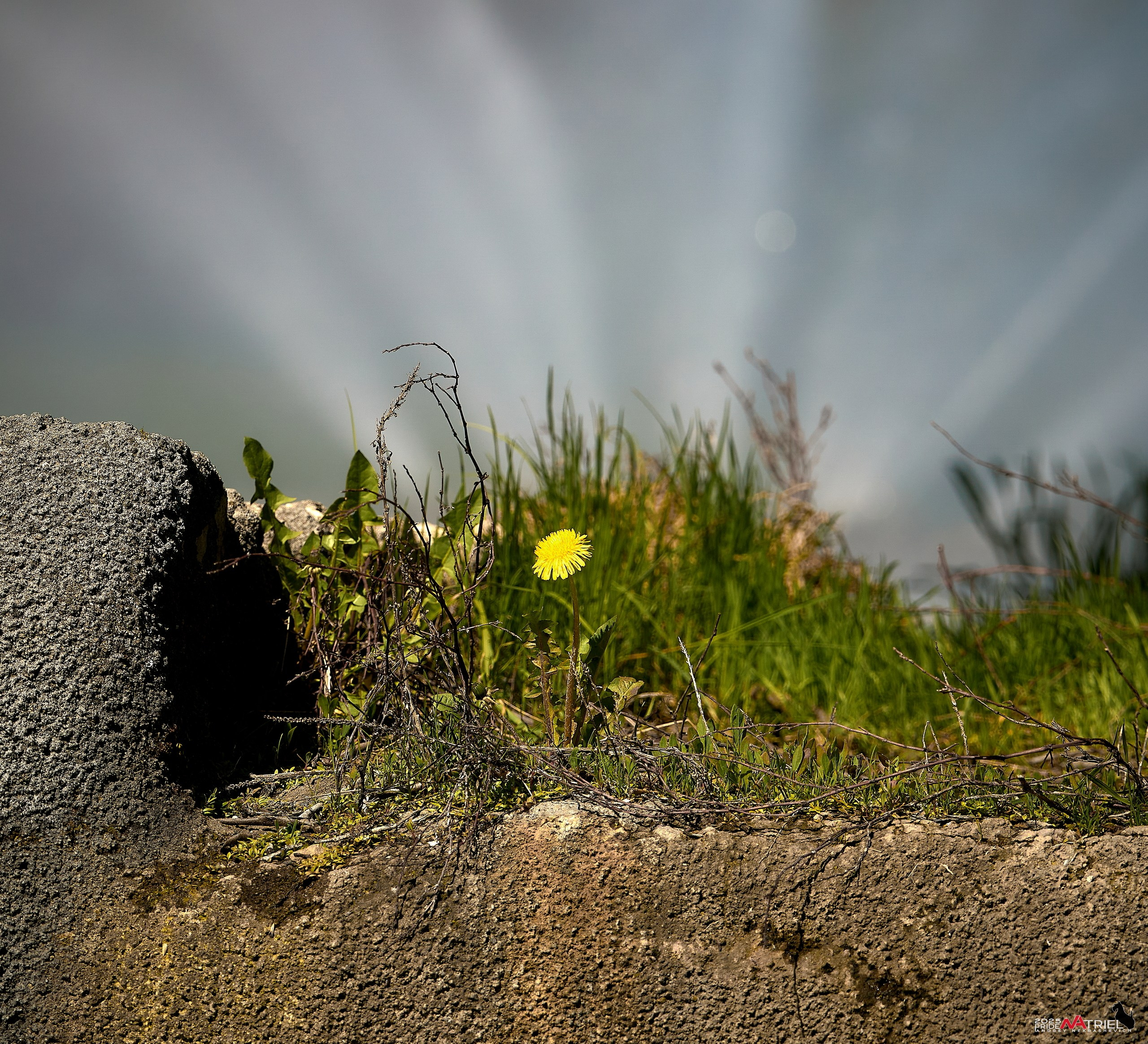 Птички и цветочки