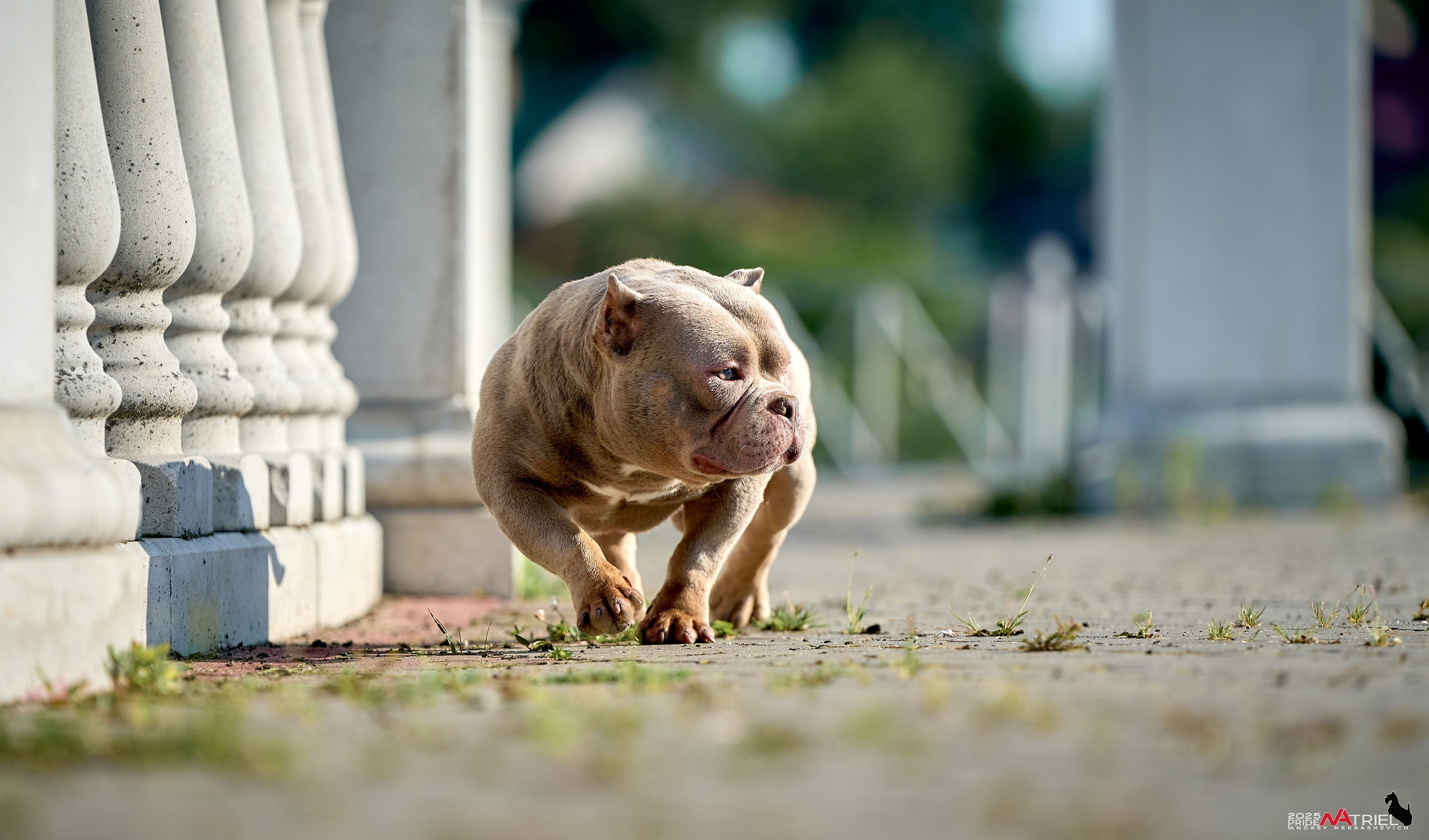 Съемка собак породы булли на природе