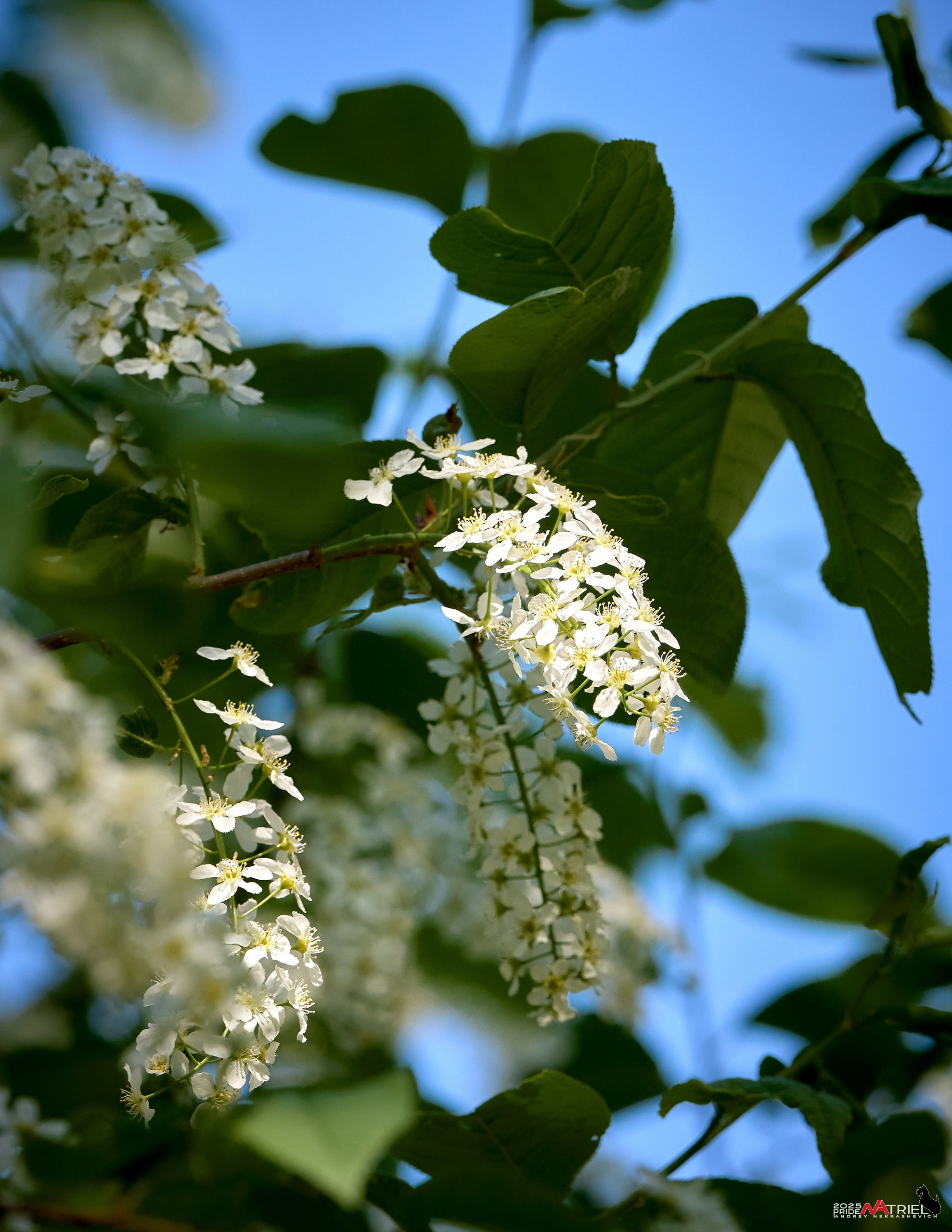 Природа в апреле. Всё в цветении!