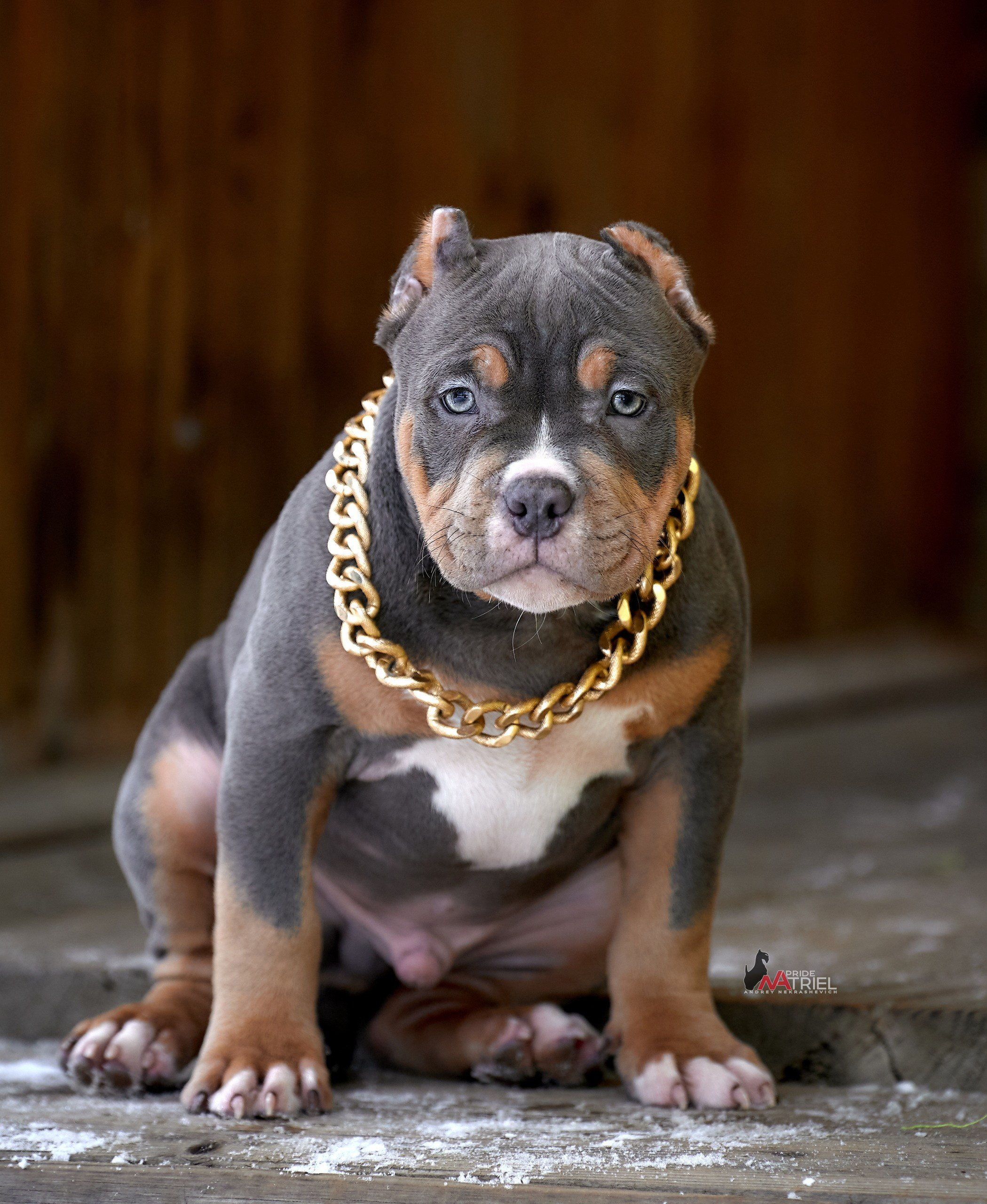 Щенки на прогулке — галерея NATRIEL