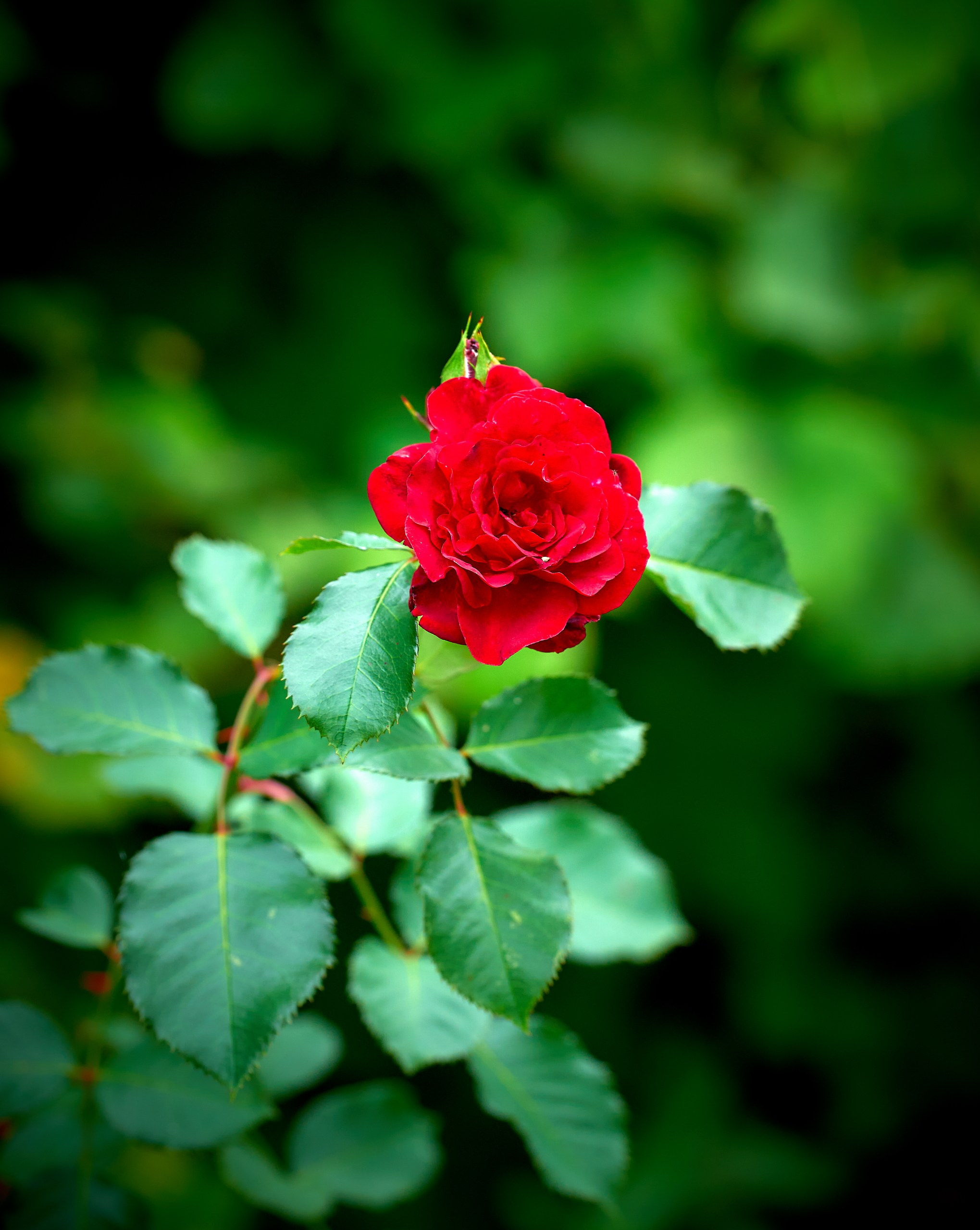 Лютики-цветочки — галерея NATRIEL