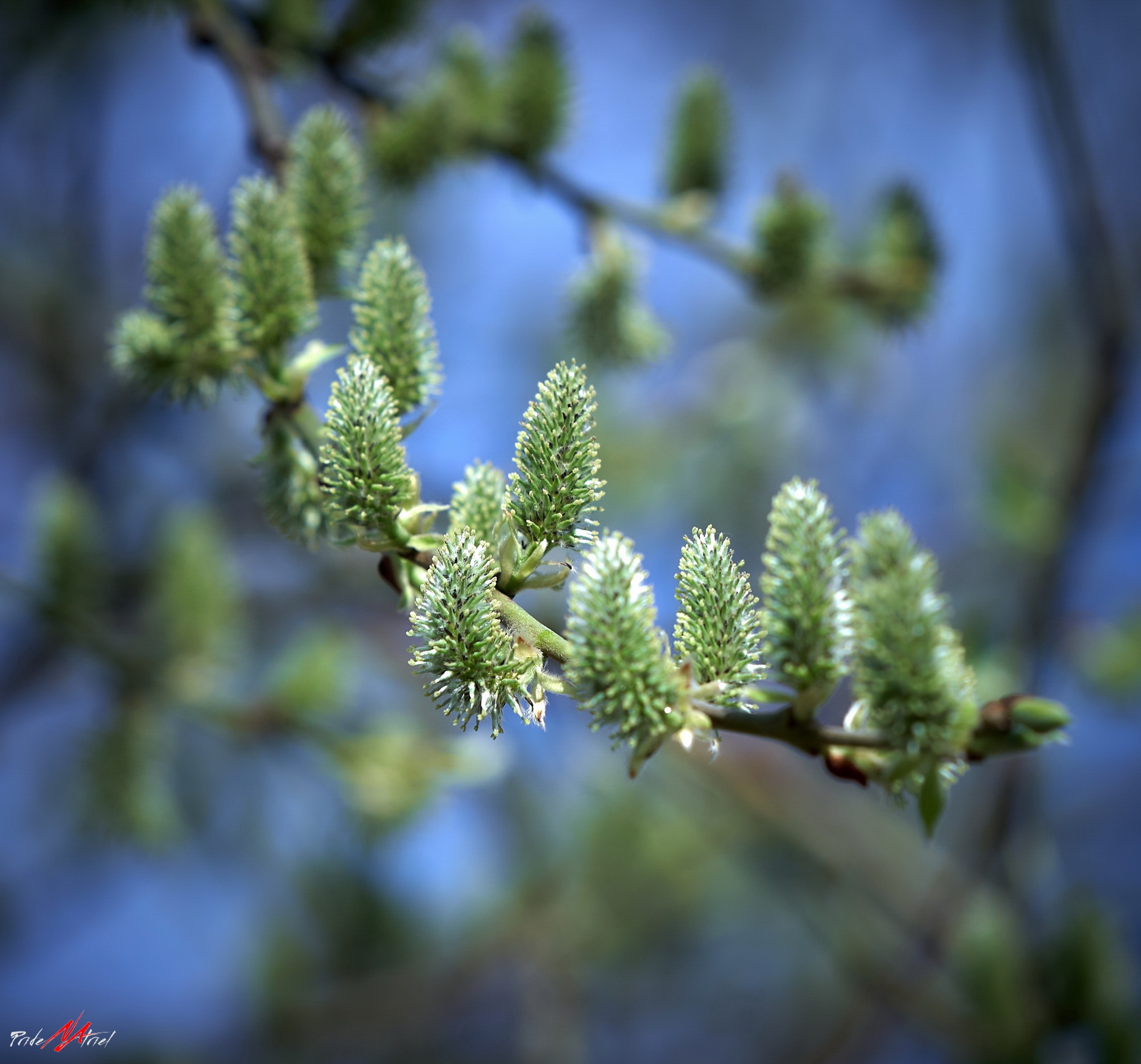 Лютики-цветочки — галерея NATRIEL