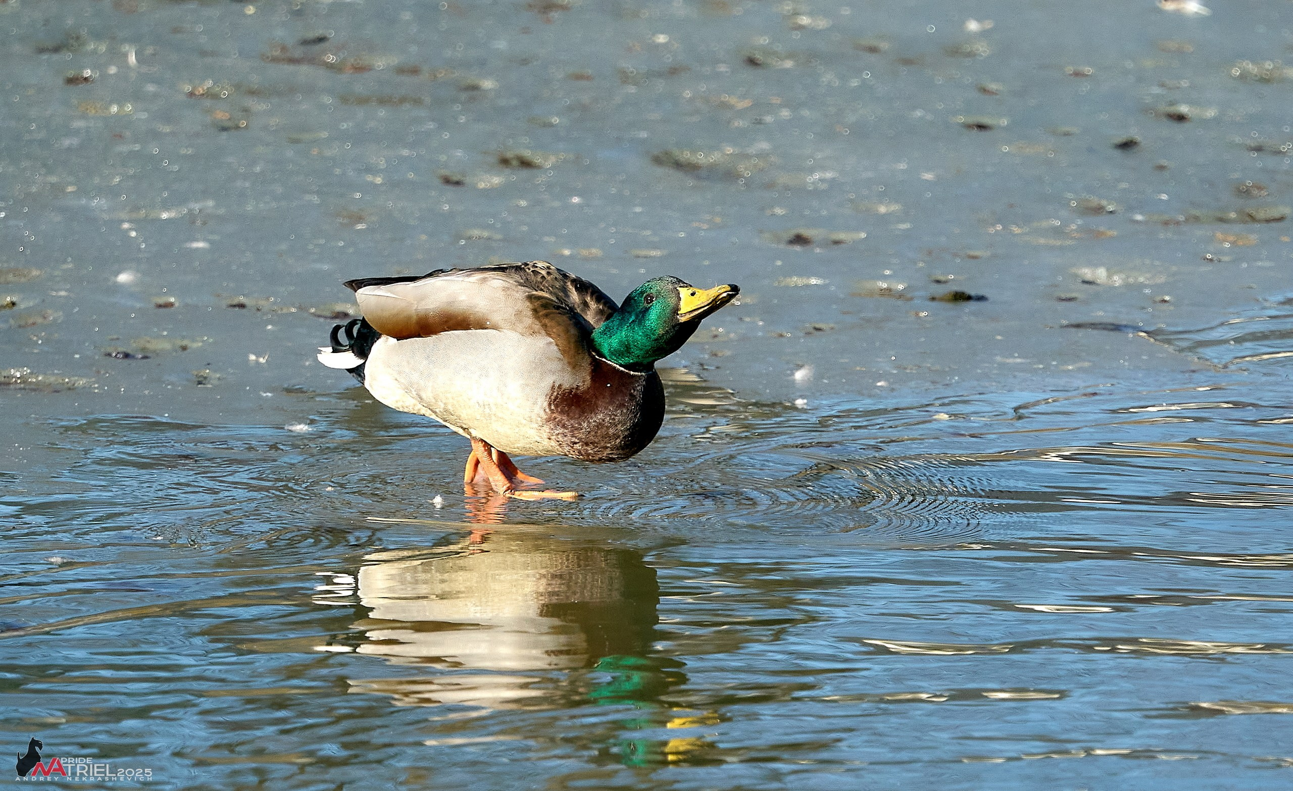 Фотопрогулка в Бутово