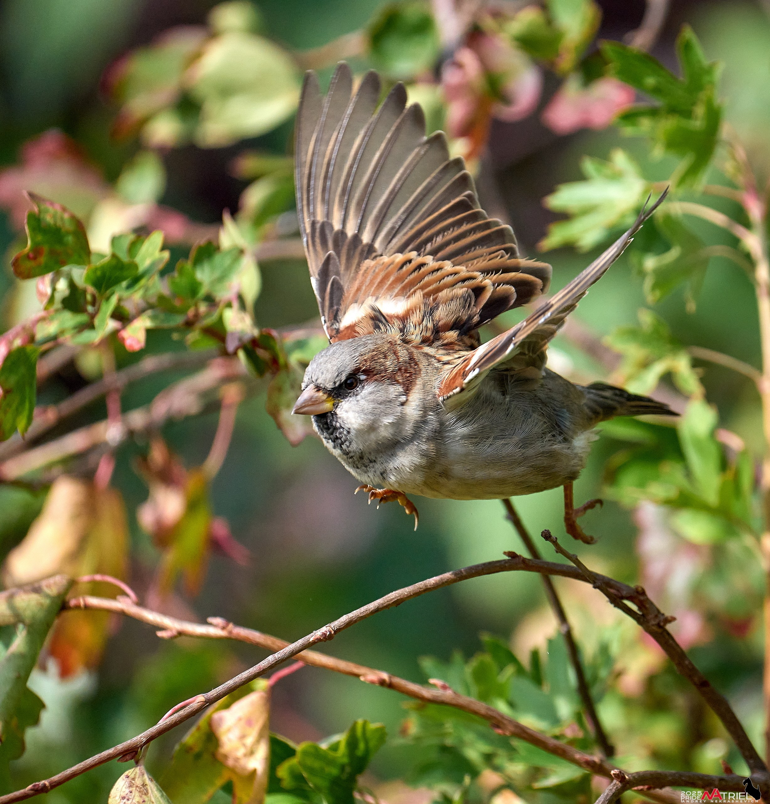 Съемка с объективом Sony 200-600 на камеру Sony A1m2