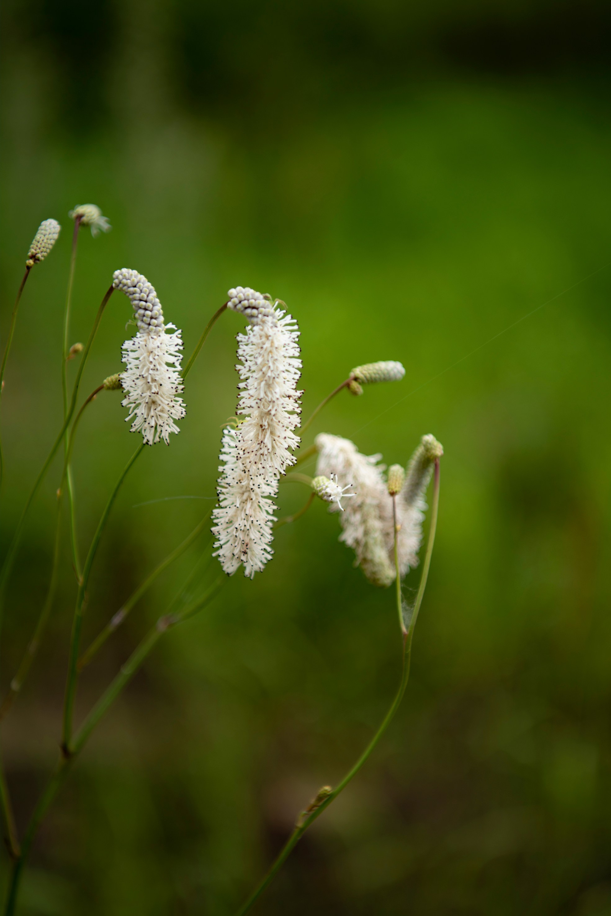 Природа. Команда фотографов Кристины Ивановой