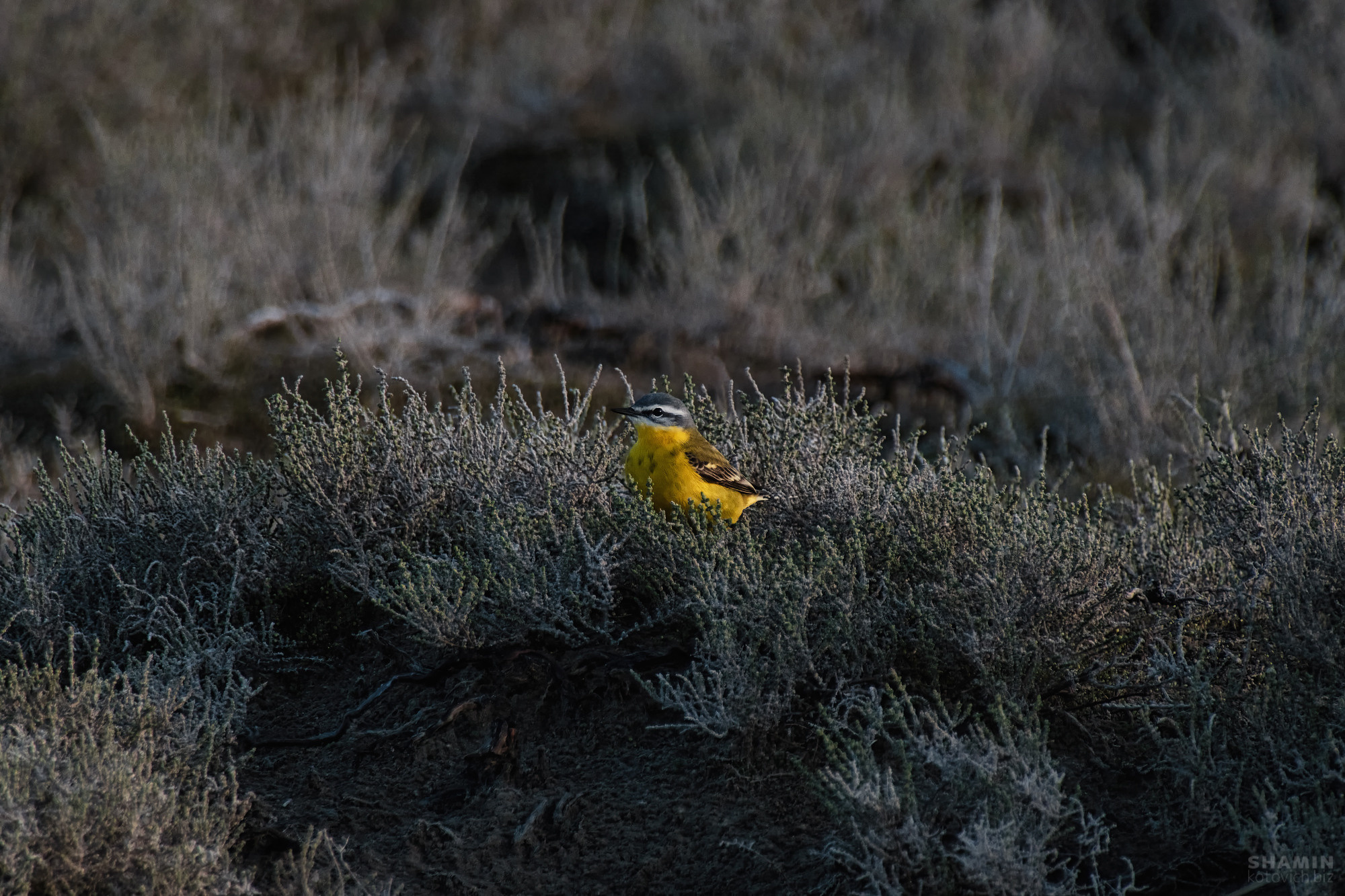 365 (2022 год). Фотограф Константин Шамин