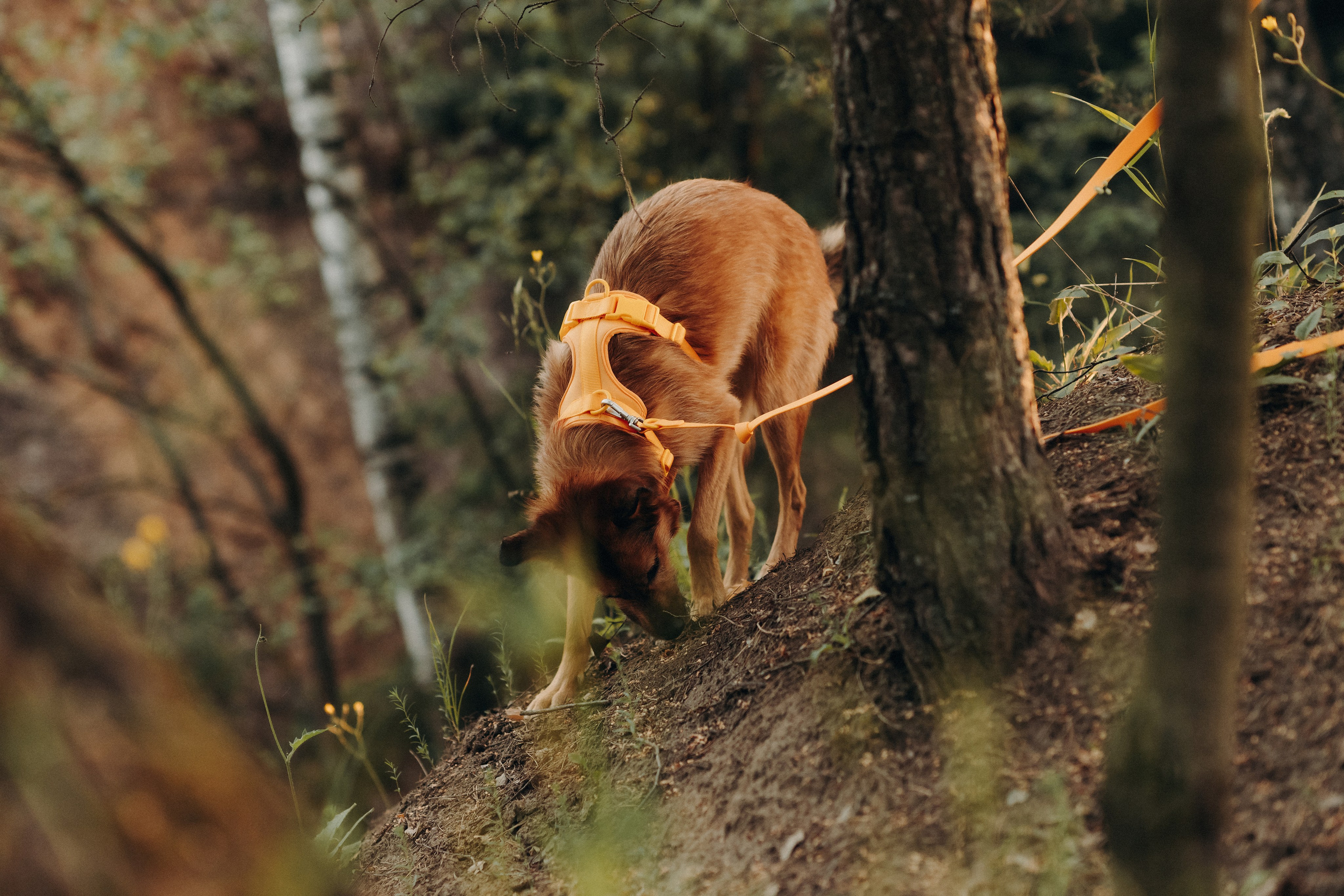 Яна и Санька. Главная
