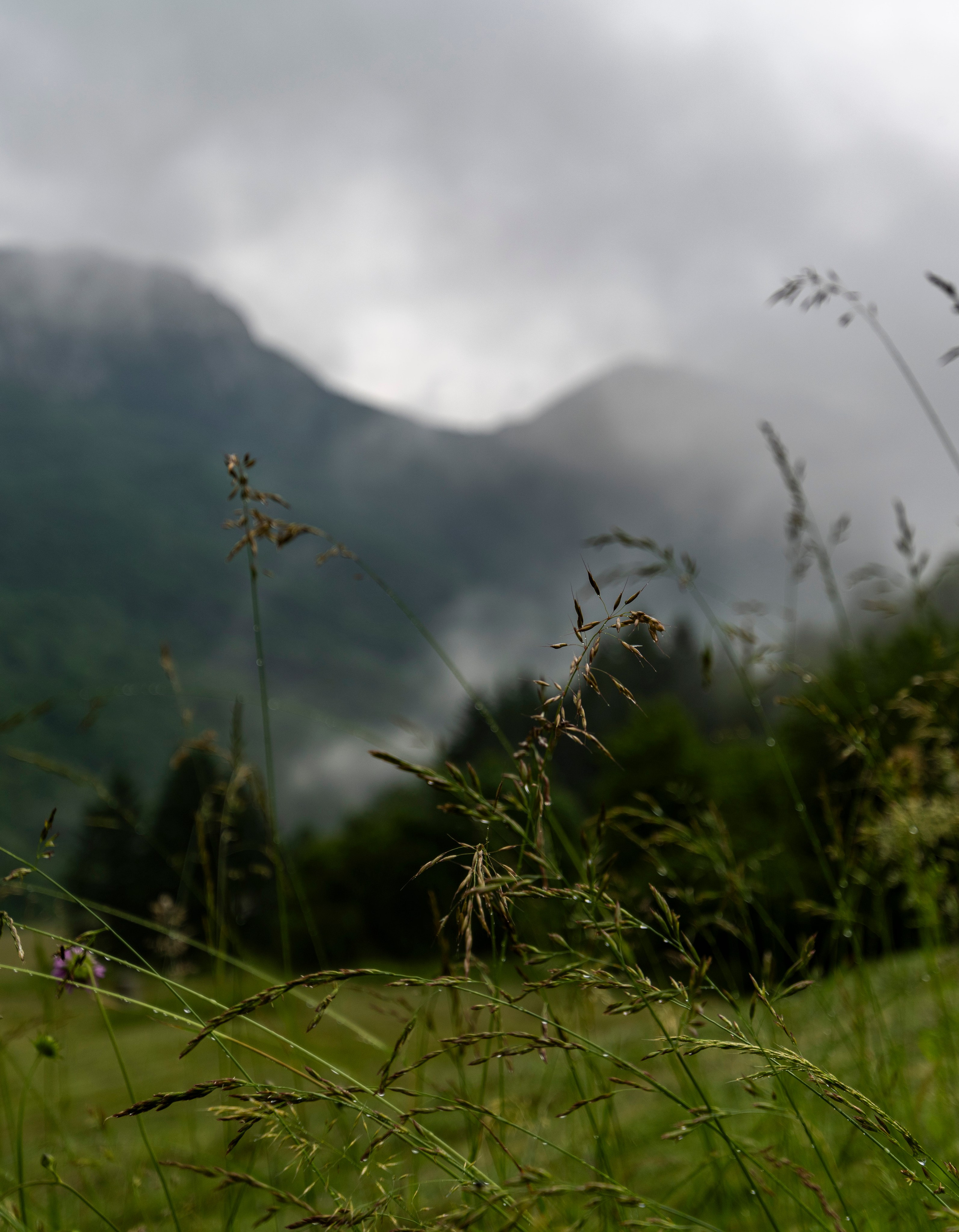 Босния. Фотограф в Москве. Шахабудин