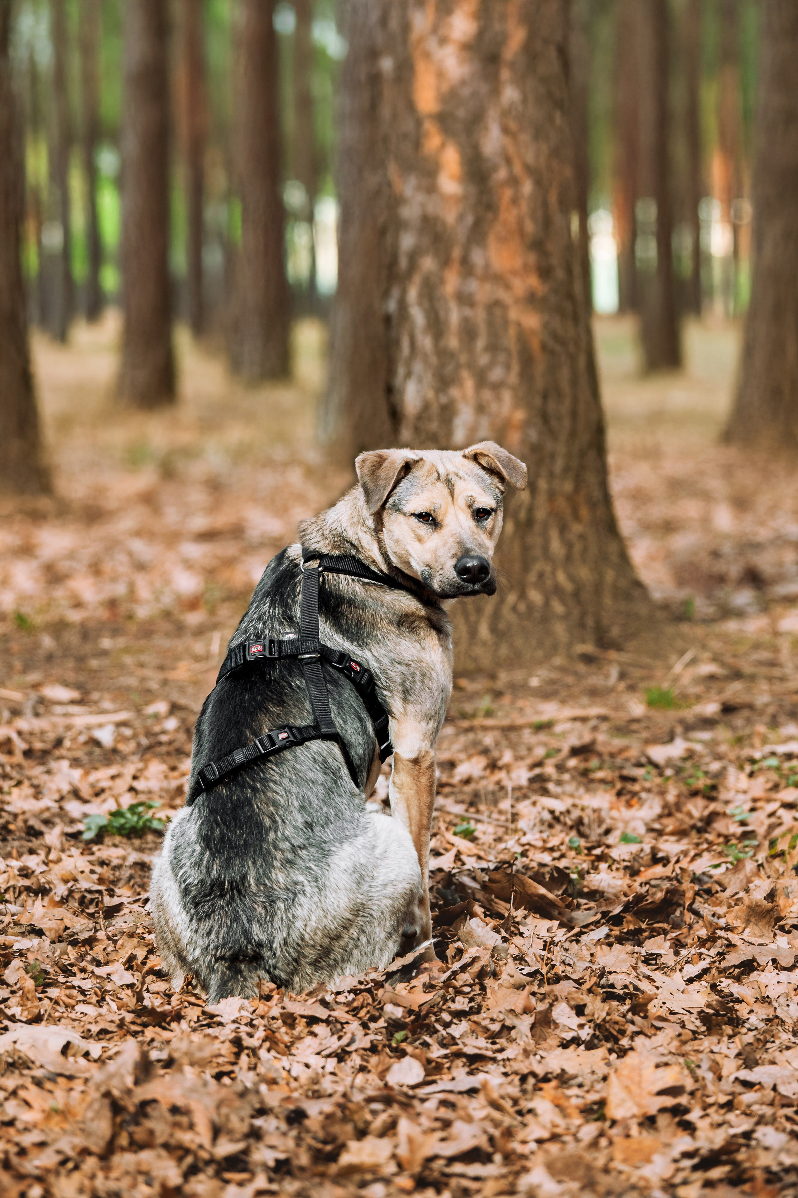 Собаки из приюта Дубовая роща весна 2025. Фотограф-анималист Татьяна Степанова