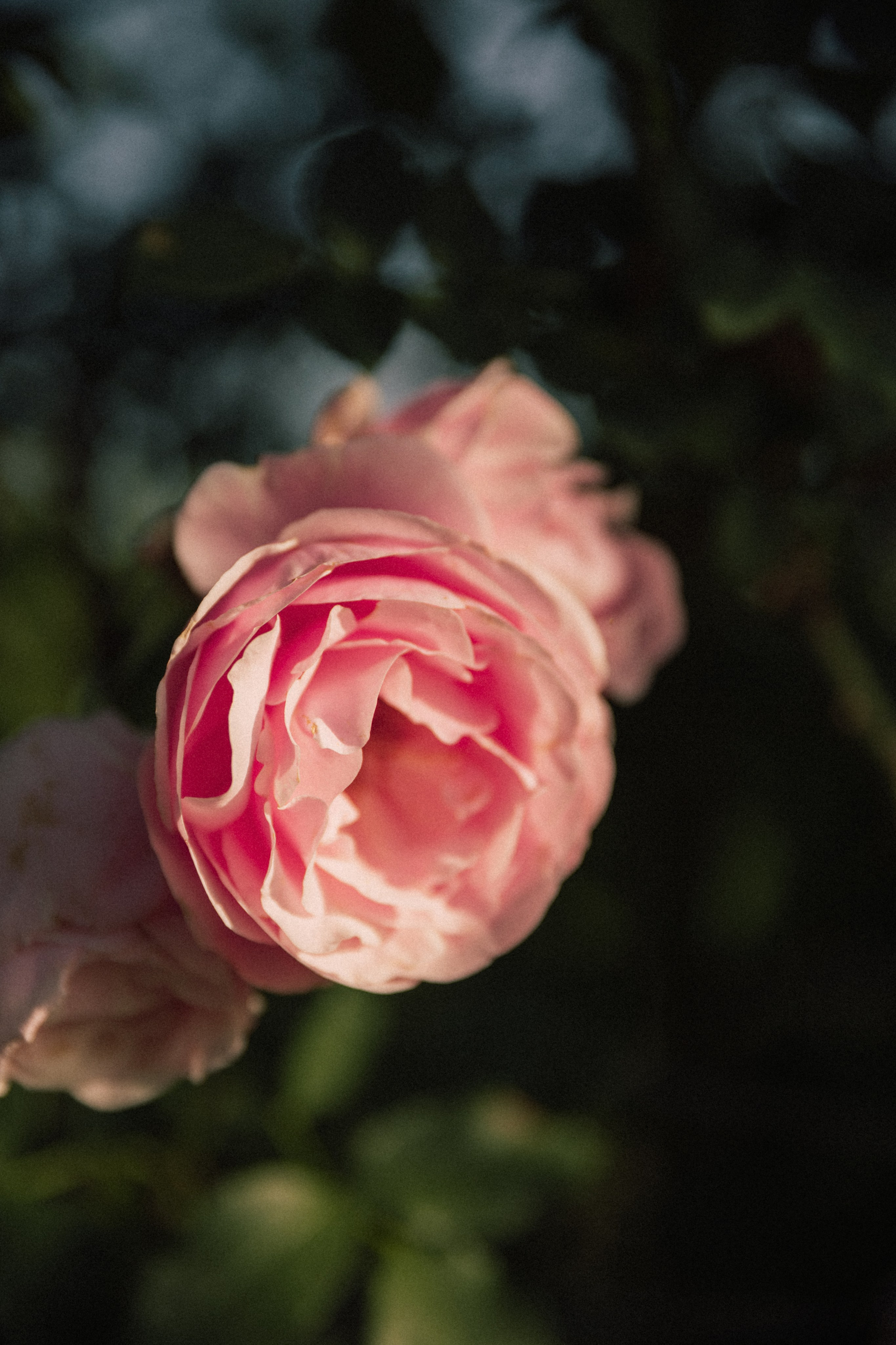 День невесты. Фотограф Краснодар Юлия Бураченко Свадьбы Репортаж Семейные Индивидуальные съемки