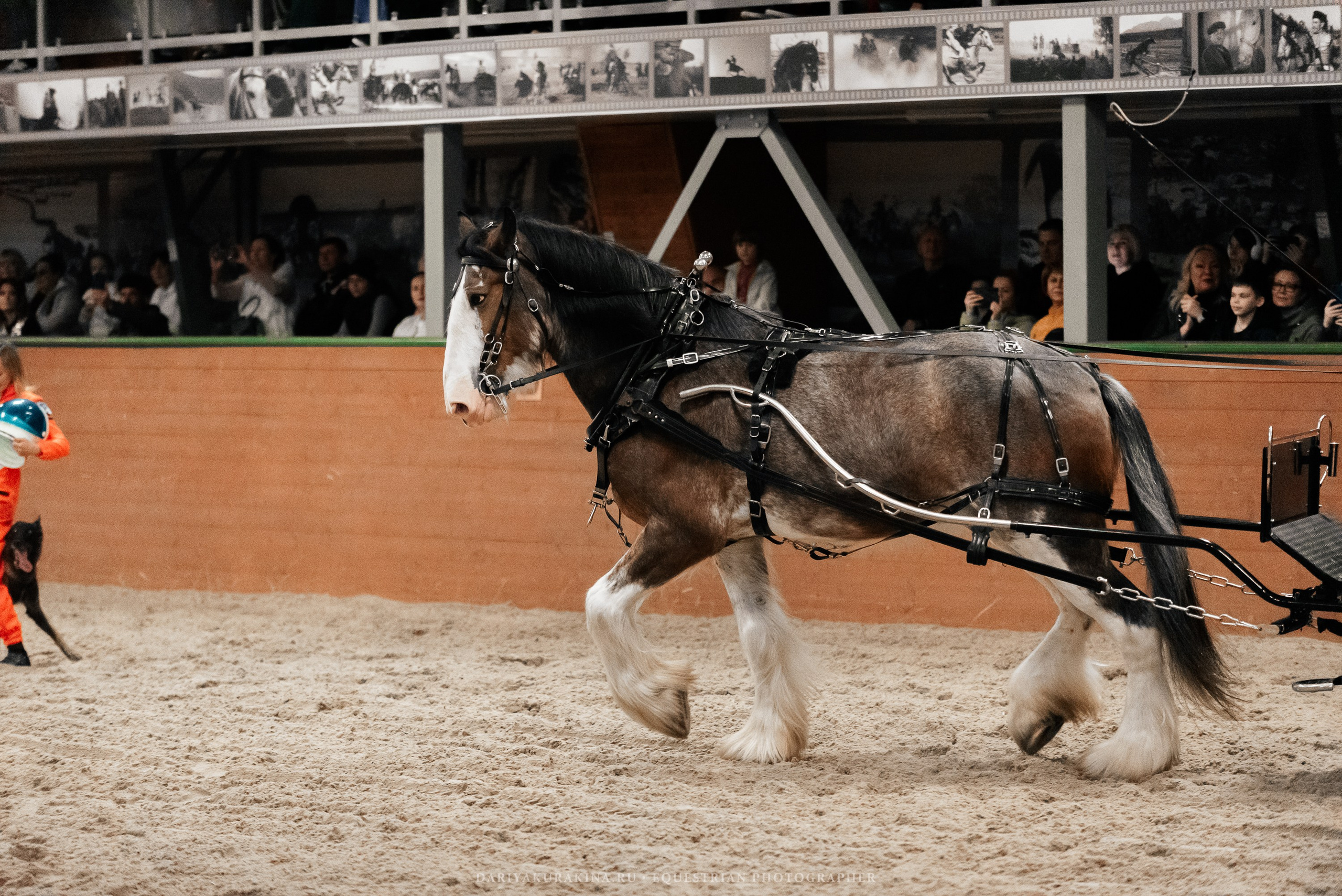 Конное представление «Дыхание Звёзд». Конный фотограф Куракина Дарья • Фотосессии с лошадьми