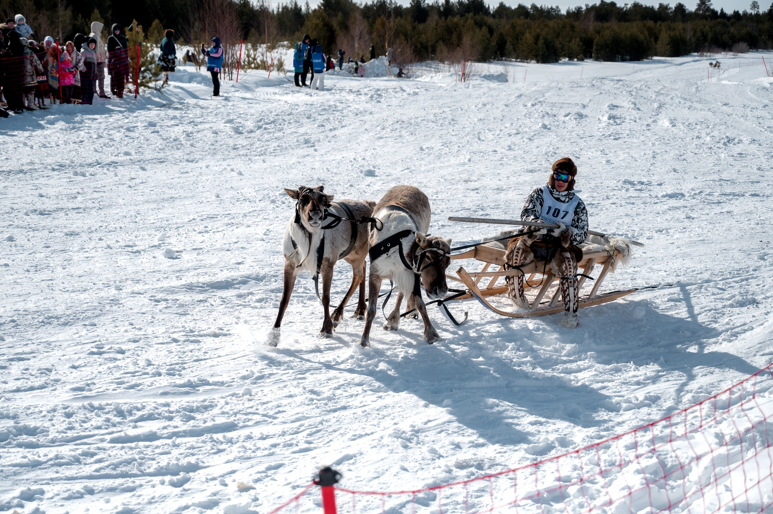День оленевода г. Когалым. Фотограф Нижний Новгород