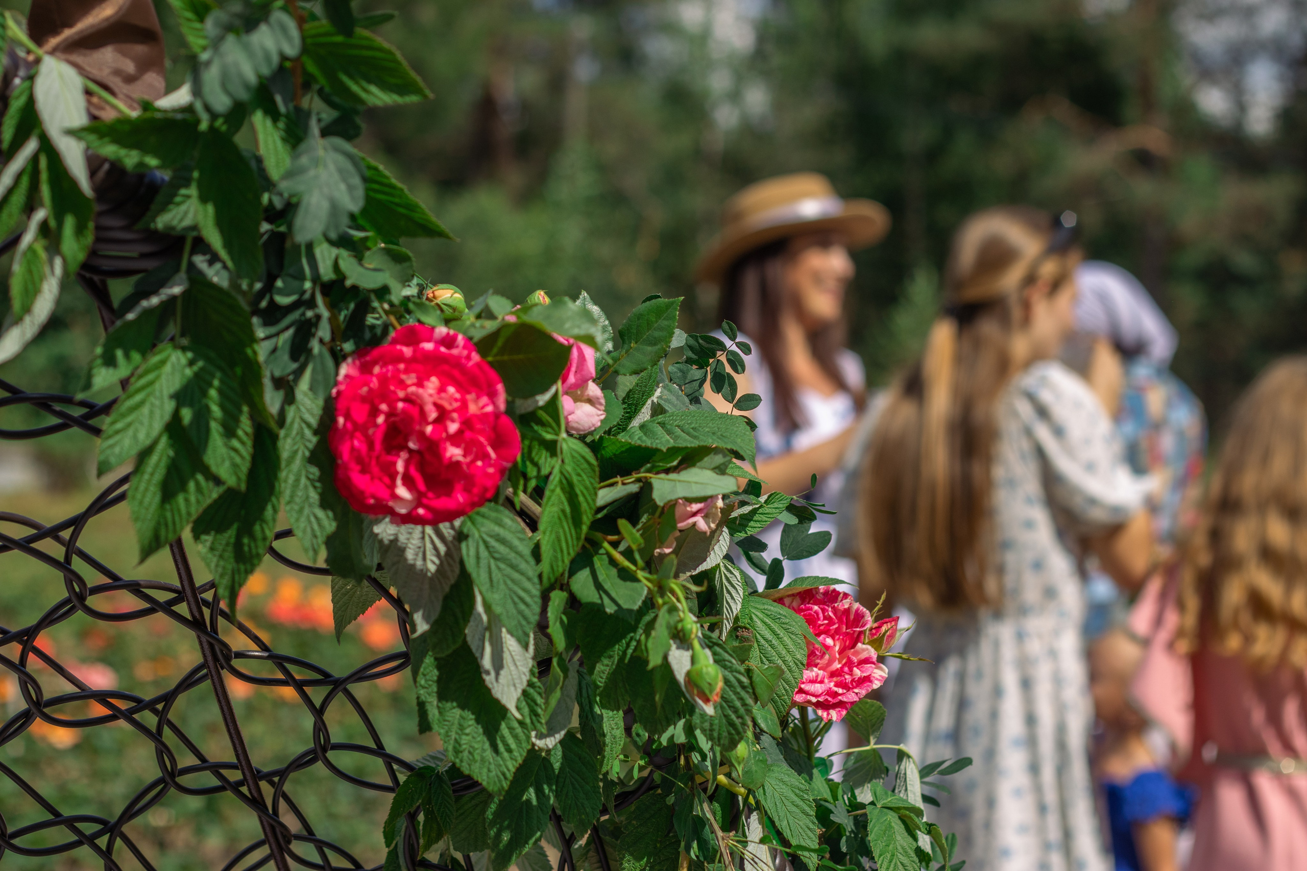 FLOWER MAGIC | Саженцы роз. Портретный и репортажный фотограф в СПб | Яна Сидоренко